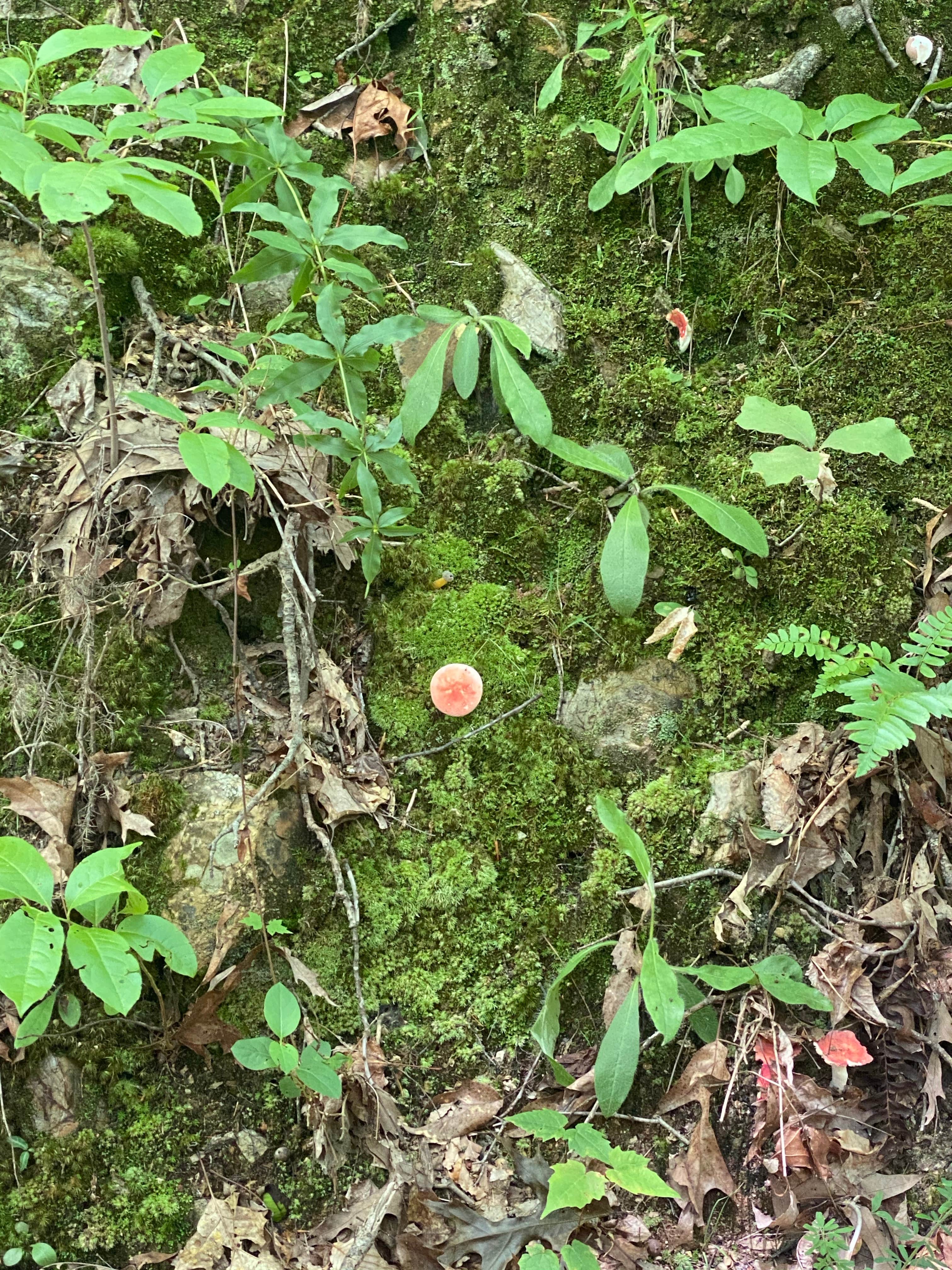 Camper-submitted photo at Chuck Swan State Forest near Rutledge, TN