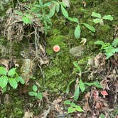 Review photo of Chuck Swan State Forest by Andy S., July 12, 2020