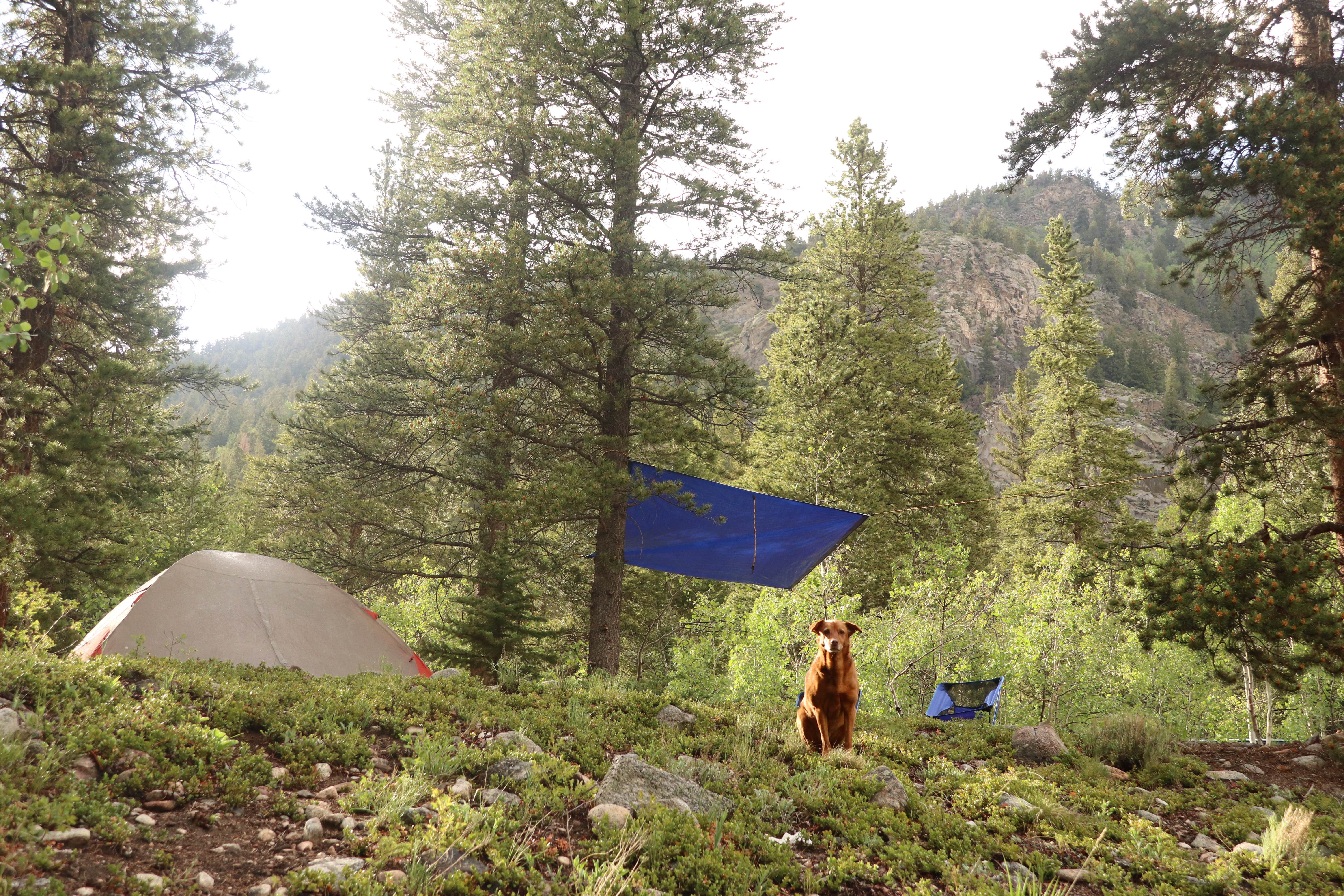 Camper-submitted photo at Chaffee County Road 390 Dispersed near Granite, CO