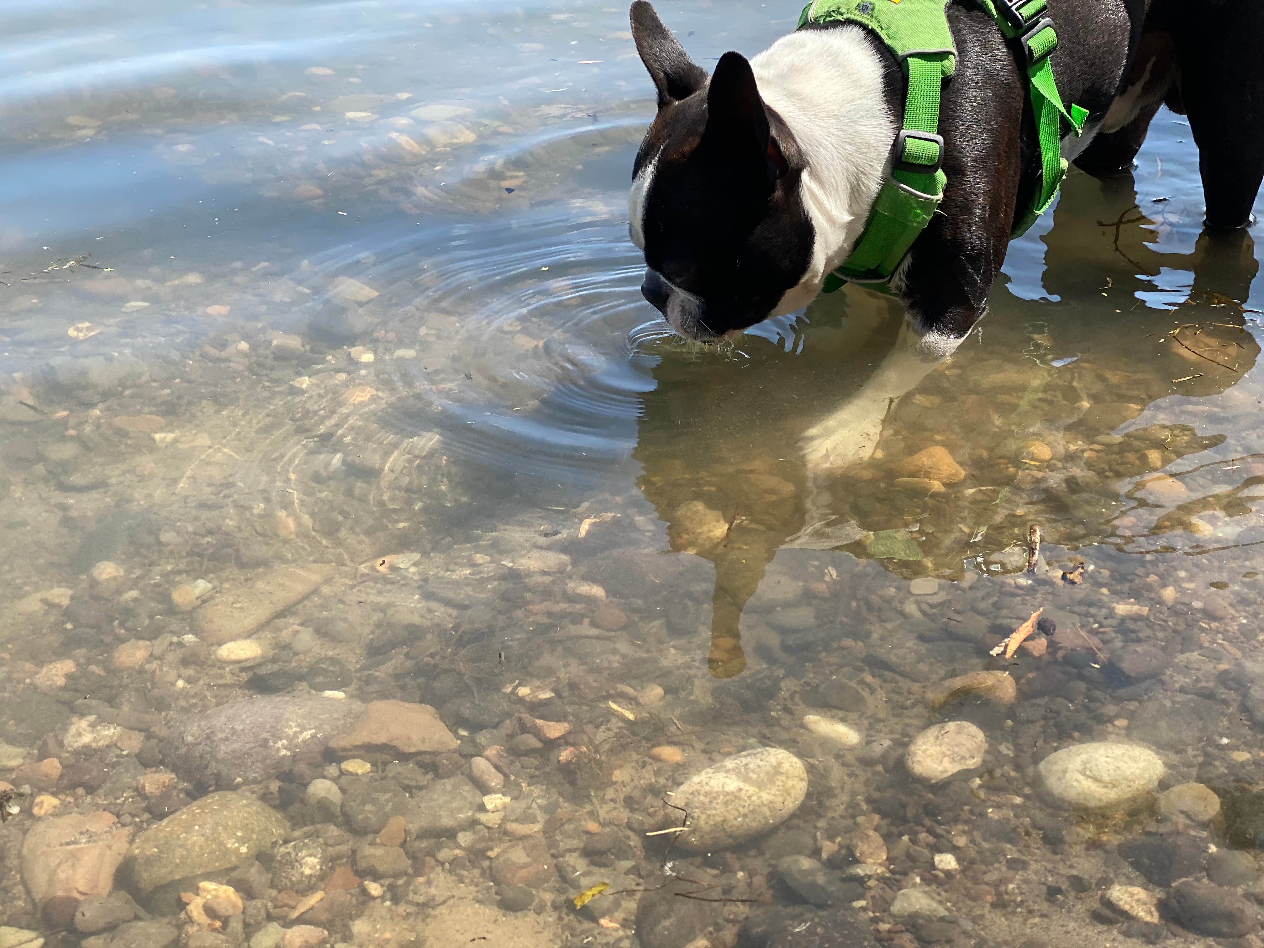 Brandon K.'s photo of camping with pets at Farewell Bend State Recreation Area Campground near Richland, OR