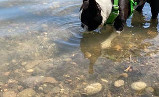 Brandon K.'s photo of camping with pets at Farewell Bend State Recreation Area Campground near Nyssa, OR