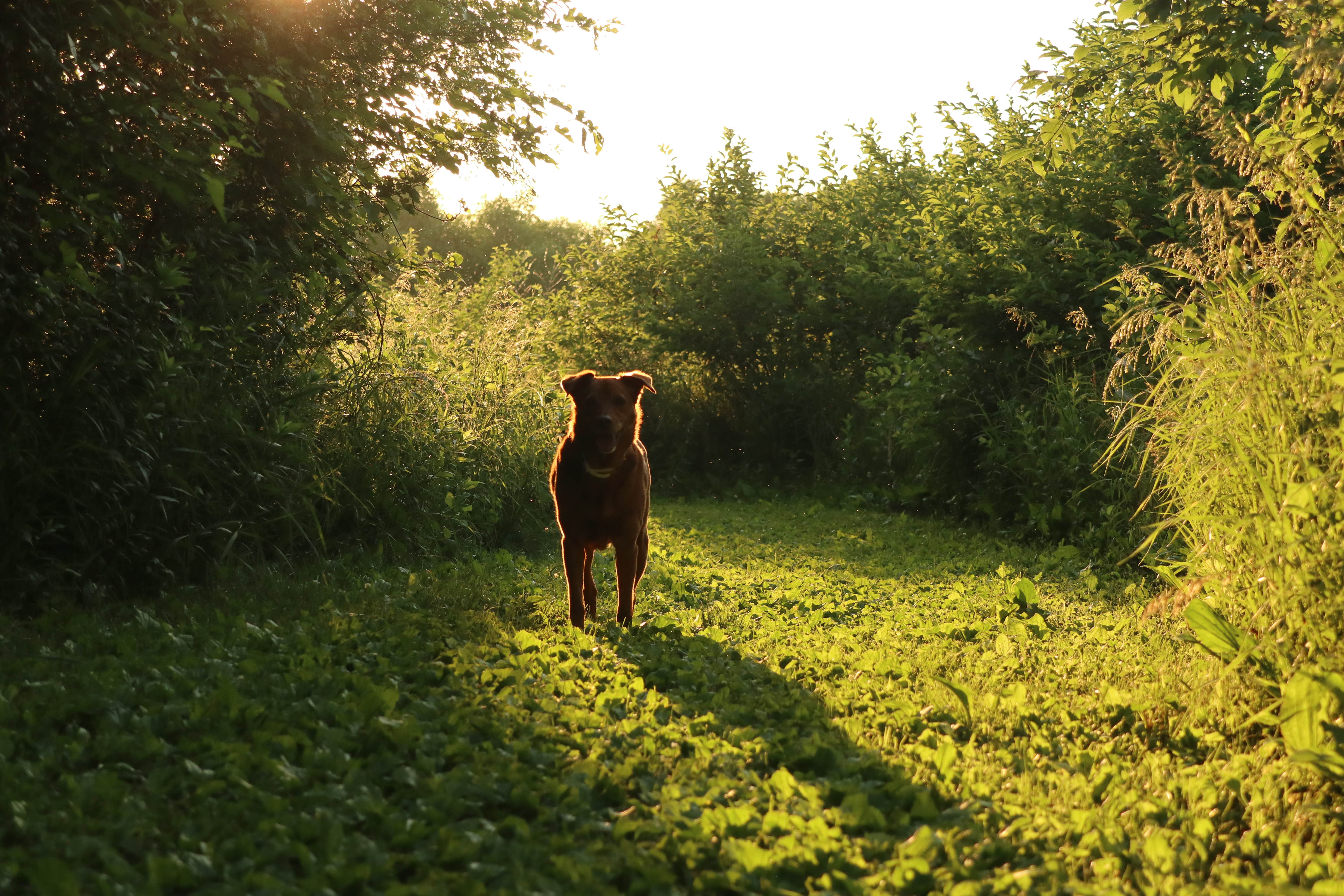 Tommy S.'s photo of camping with pets at Wildwood Lake near Lincoln, NE