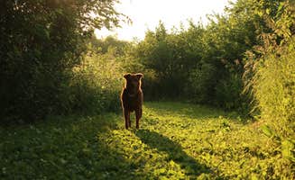 Tommy S.'s photo of camping with pets at Wildwood Lake in Nebraska