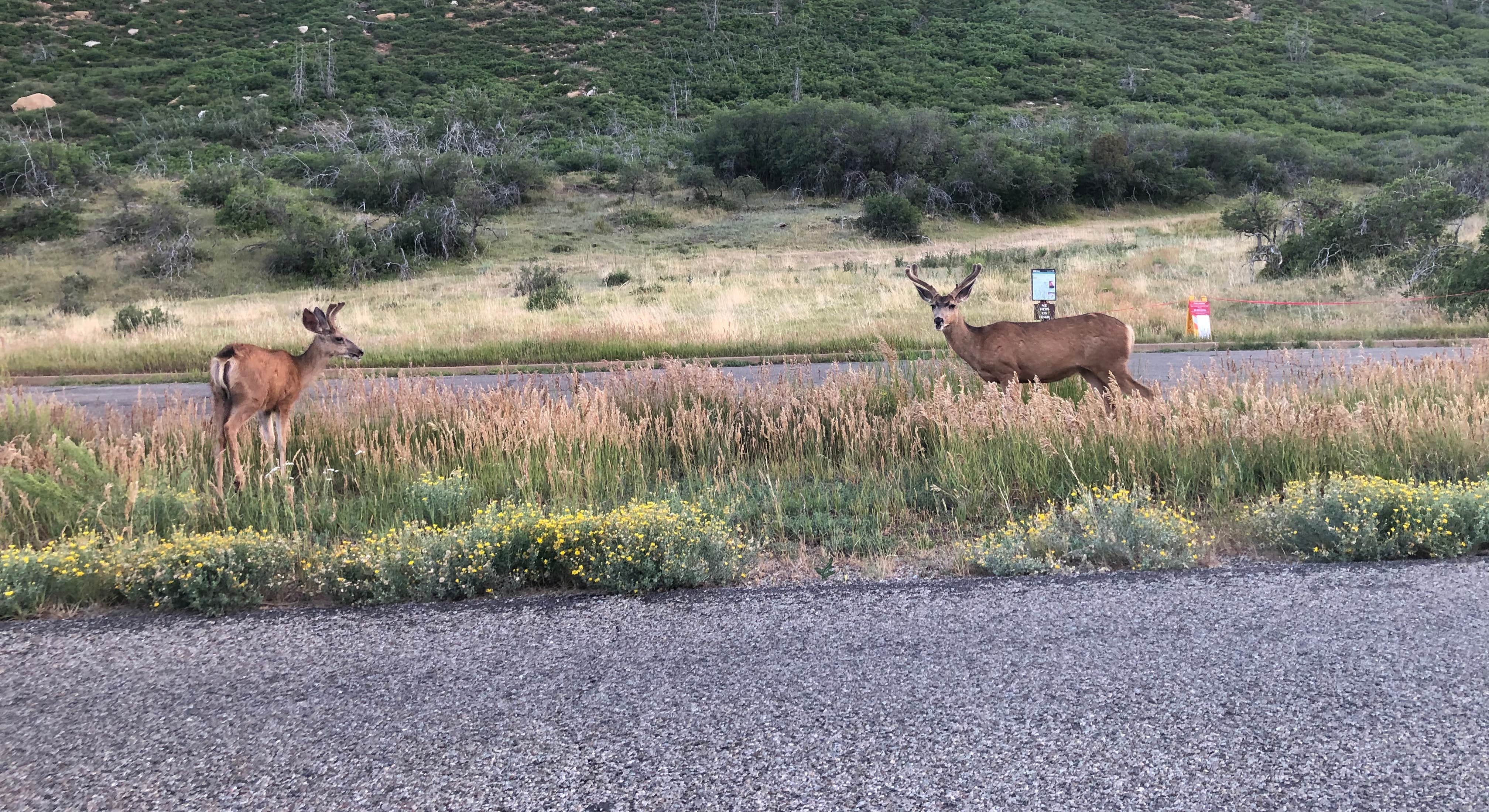 Deer Grazing near Morefield Campground Mesa Verde National Park