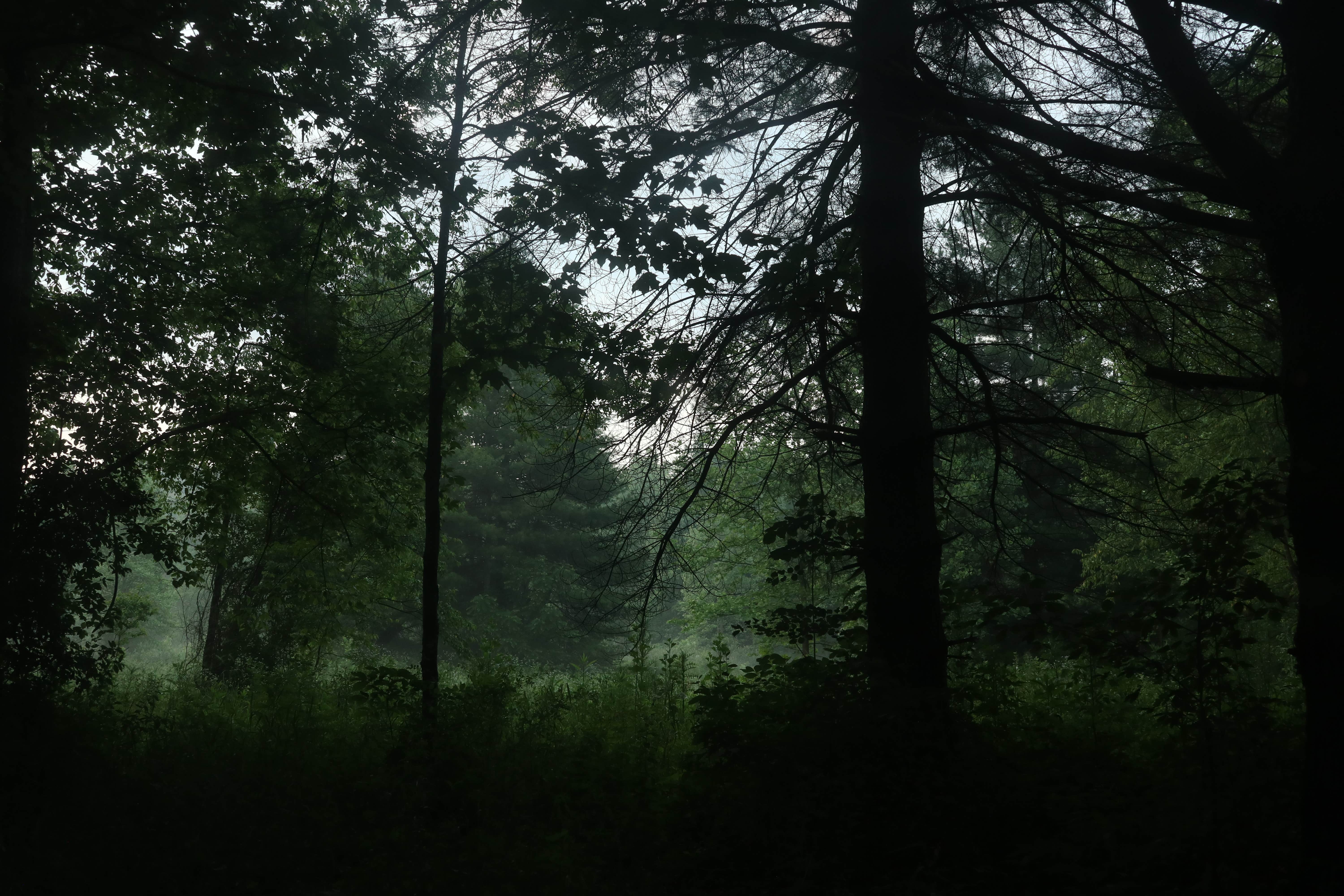a marshy area divides this campsite from the creek