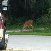 Review photo of Palmetto Ridge Campground — Myakka River State Park by Robert L., July 12, 2020