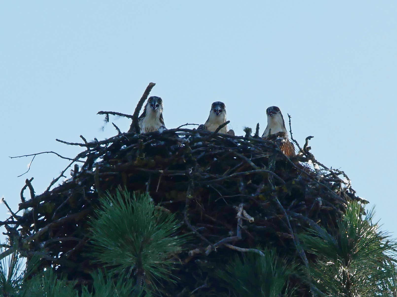 Camper-submitted photo at Curlew Lake State Park Campground near Wauconda, WA