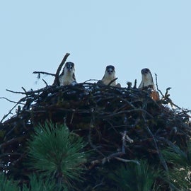 Teenage Ospreys from trail. I kept an eye out for the parents!
