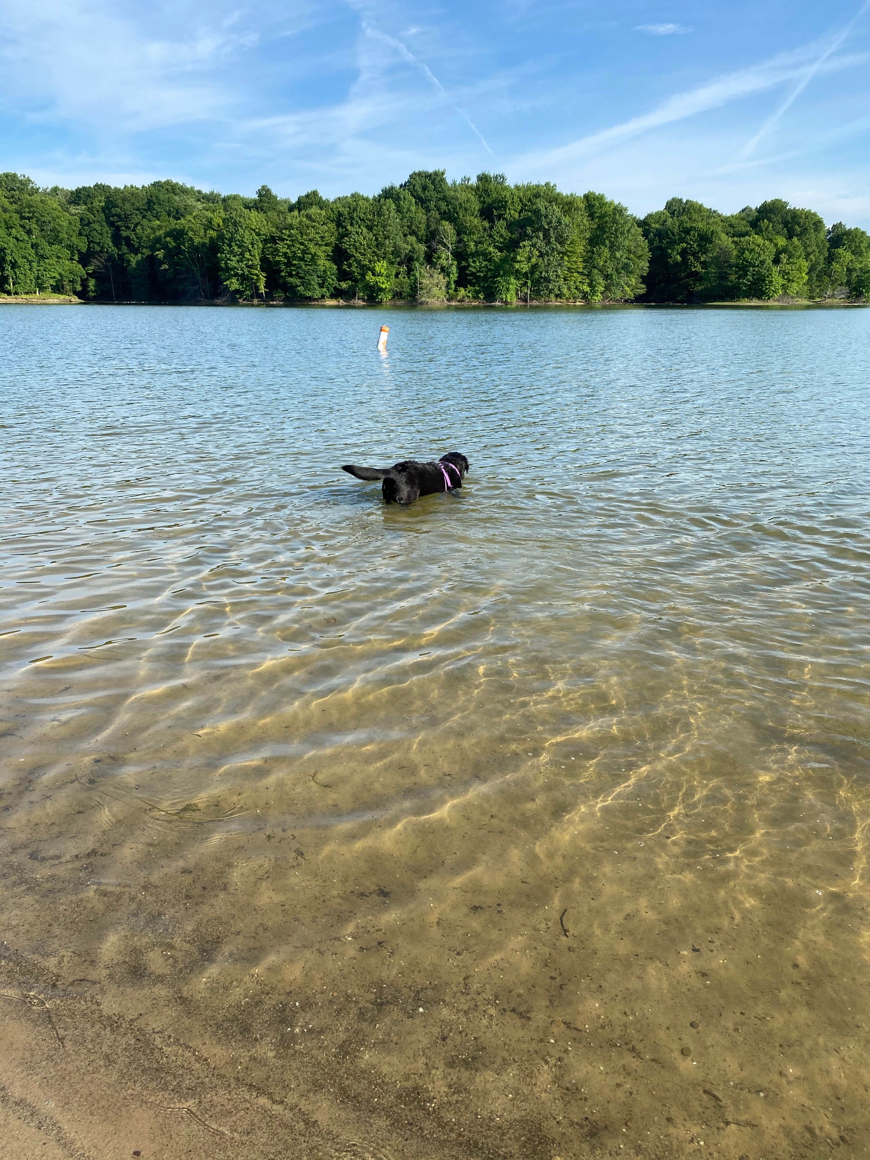 Andrea F.'s photo of camping with pets at West Branch State Park Campground near Cuyahoga Valley National Park