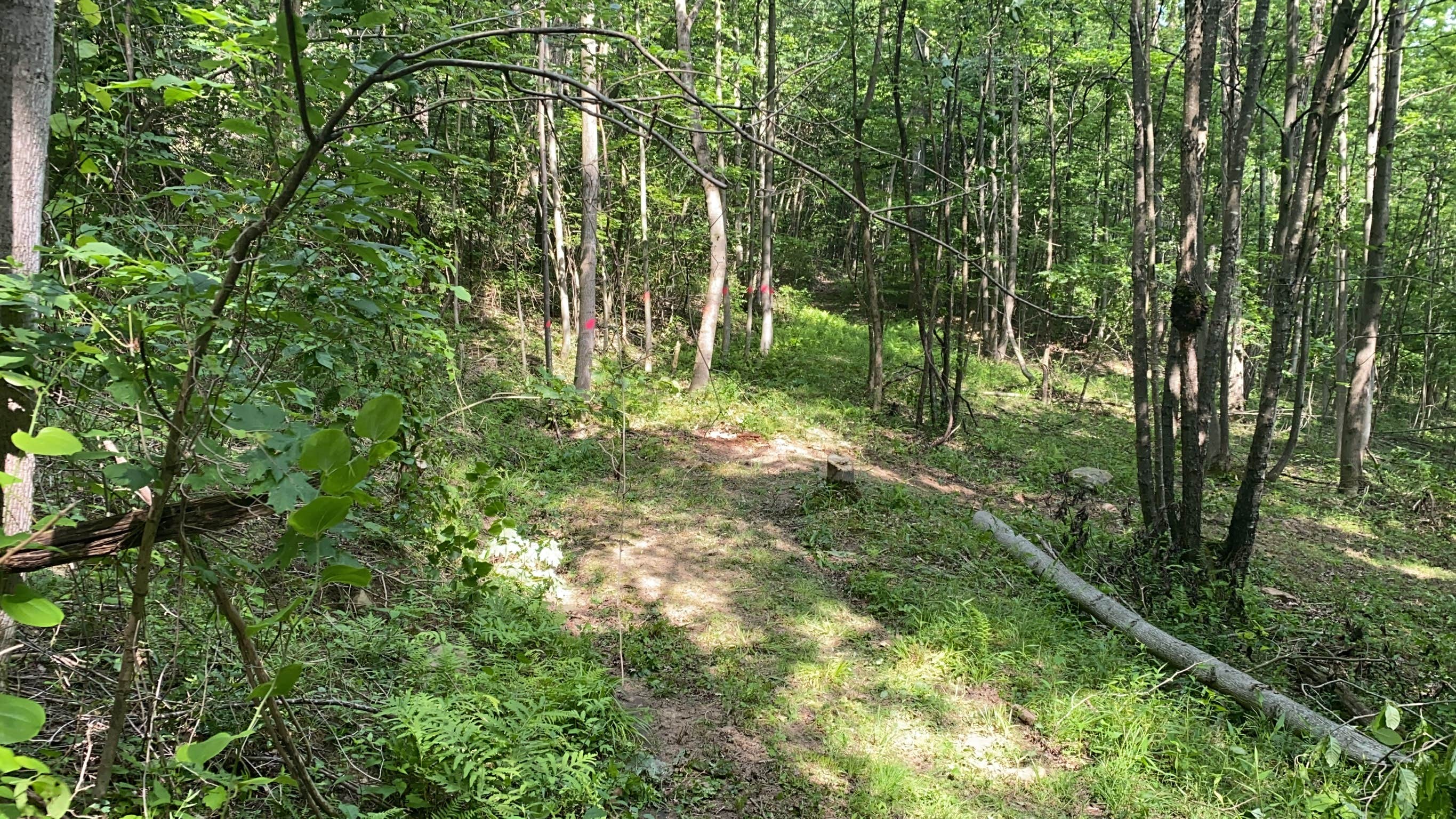 Camper-submitted photo at Camp Ara near Belington, WV