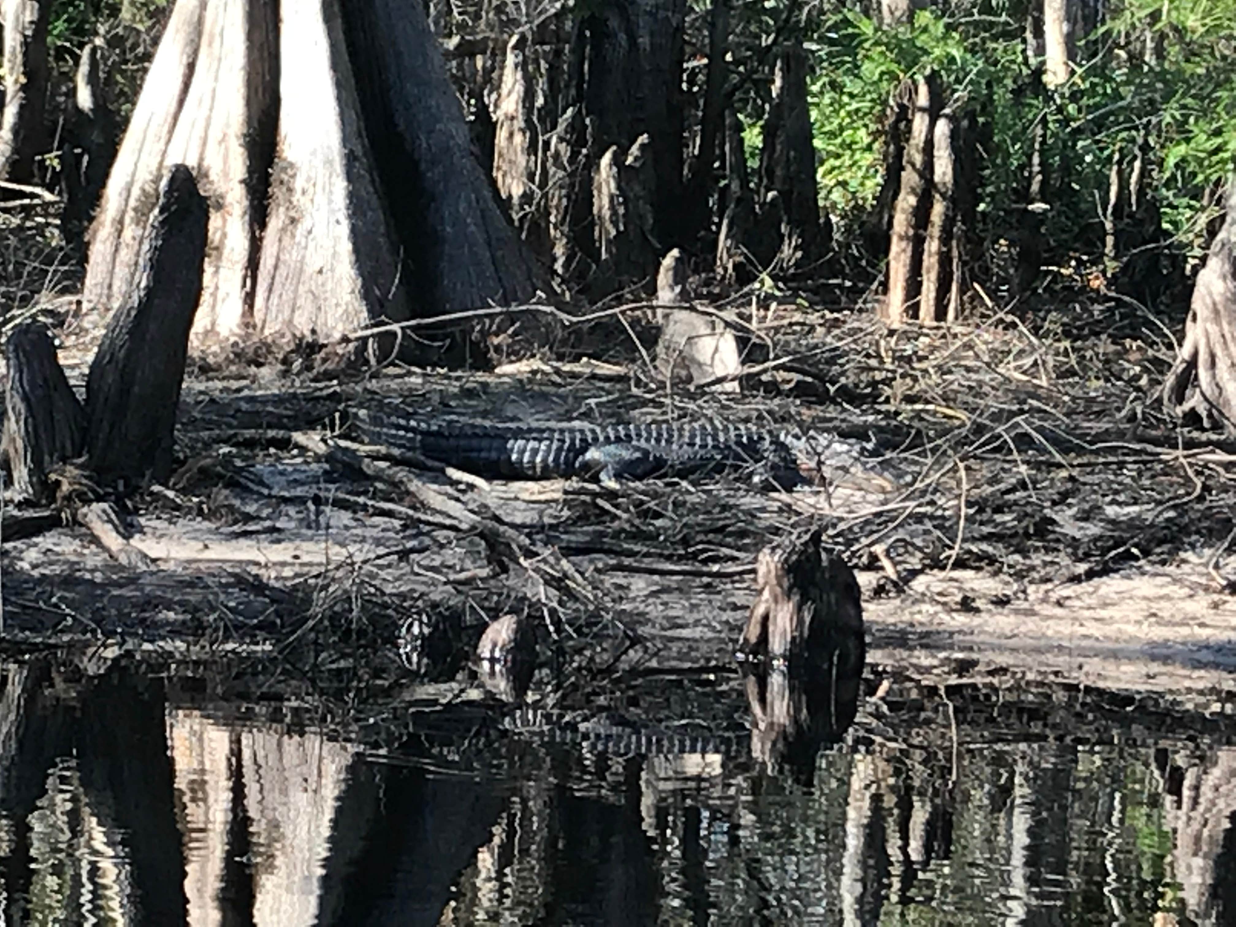 Camper-submitted photo at Fisheating Creek Campground near LaBelle, FL