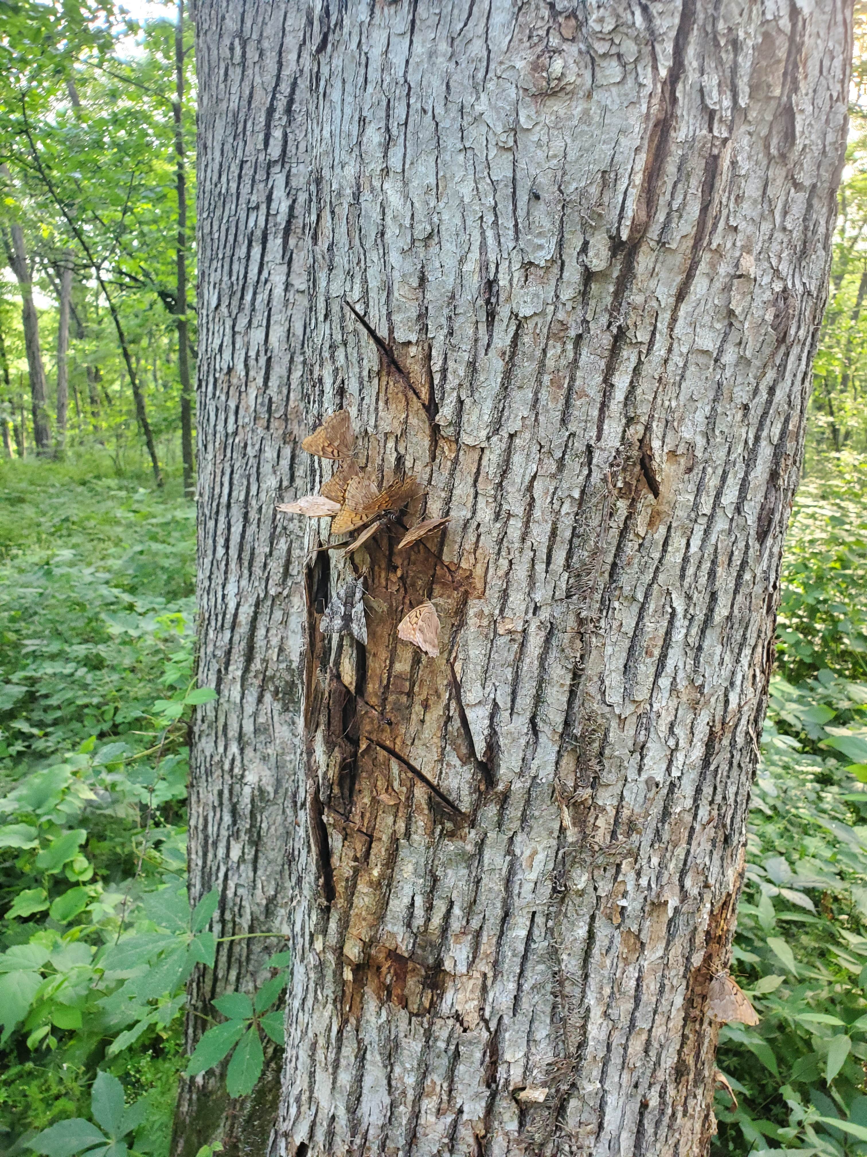 Camper-submitted photo at Woodburn Unit — Stephens State Forest near Woodburn, IA