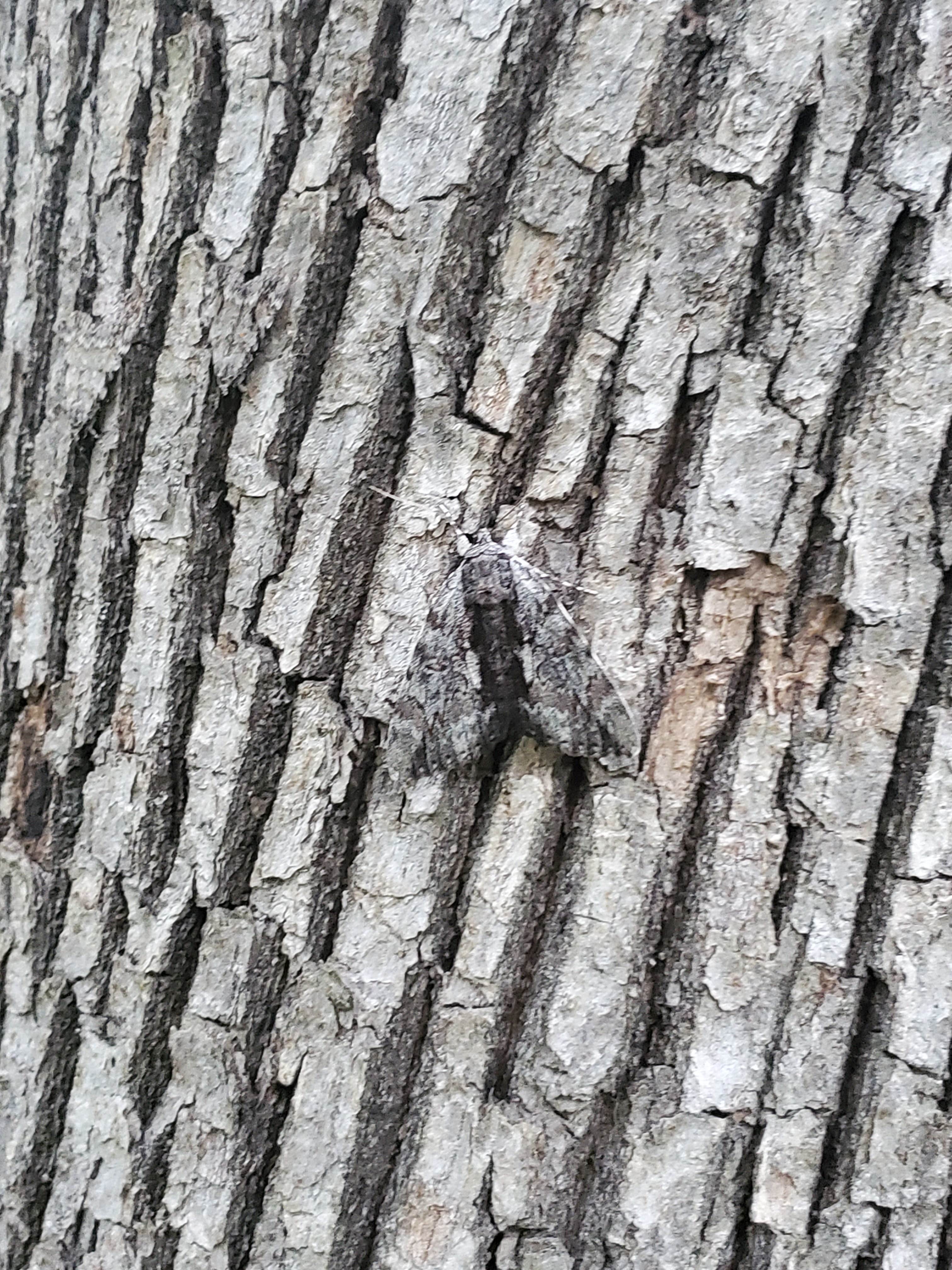 Camper-submitted photo at Woodburn Unit — Stephens State Forest near Woodburn, IA