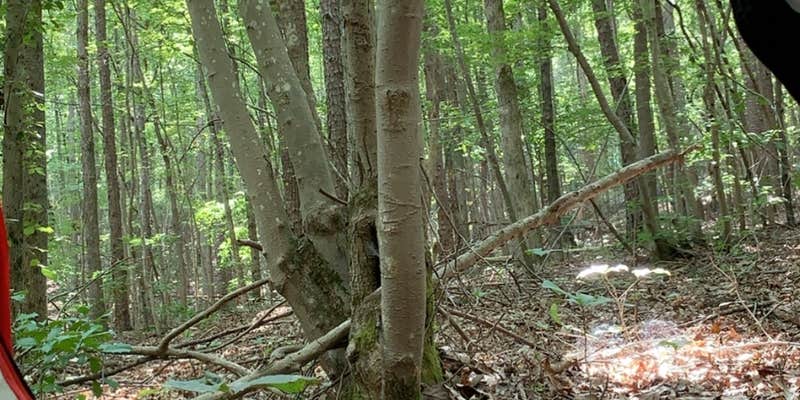 Camper submitted image from Uwharrie National Forest Yates Place