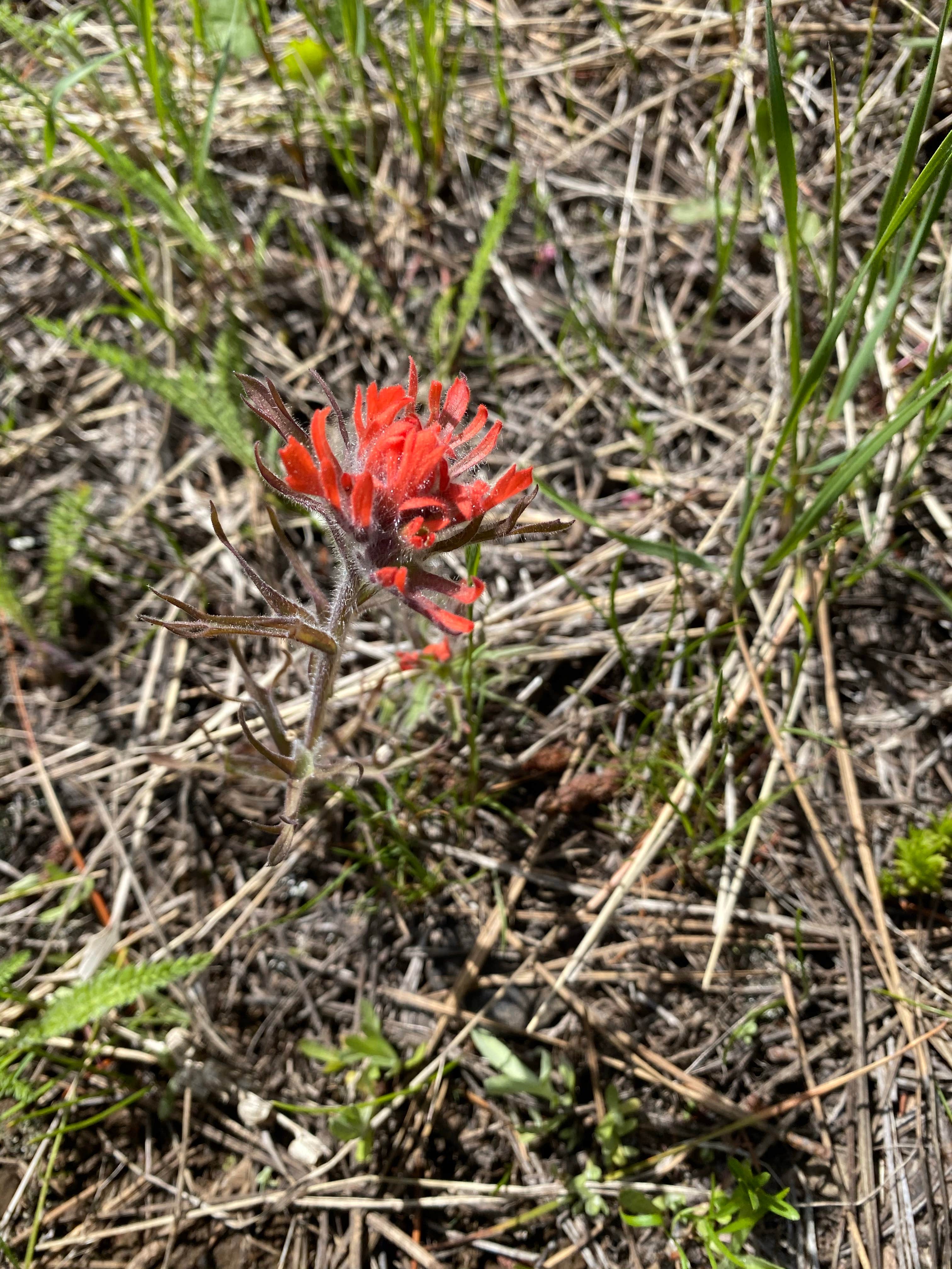 Camper-submitted photo at McDougall Dispersed Camping near Adams, OR
