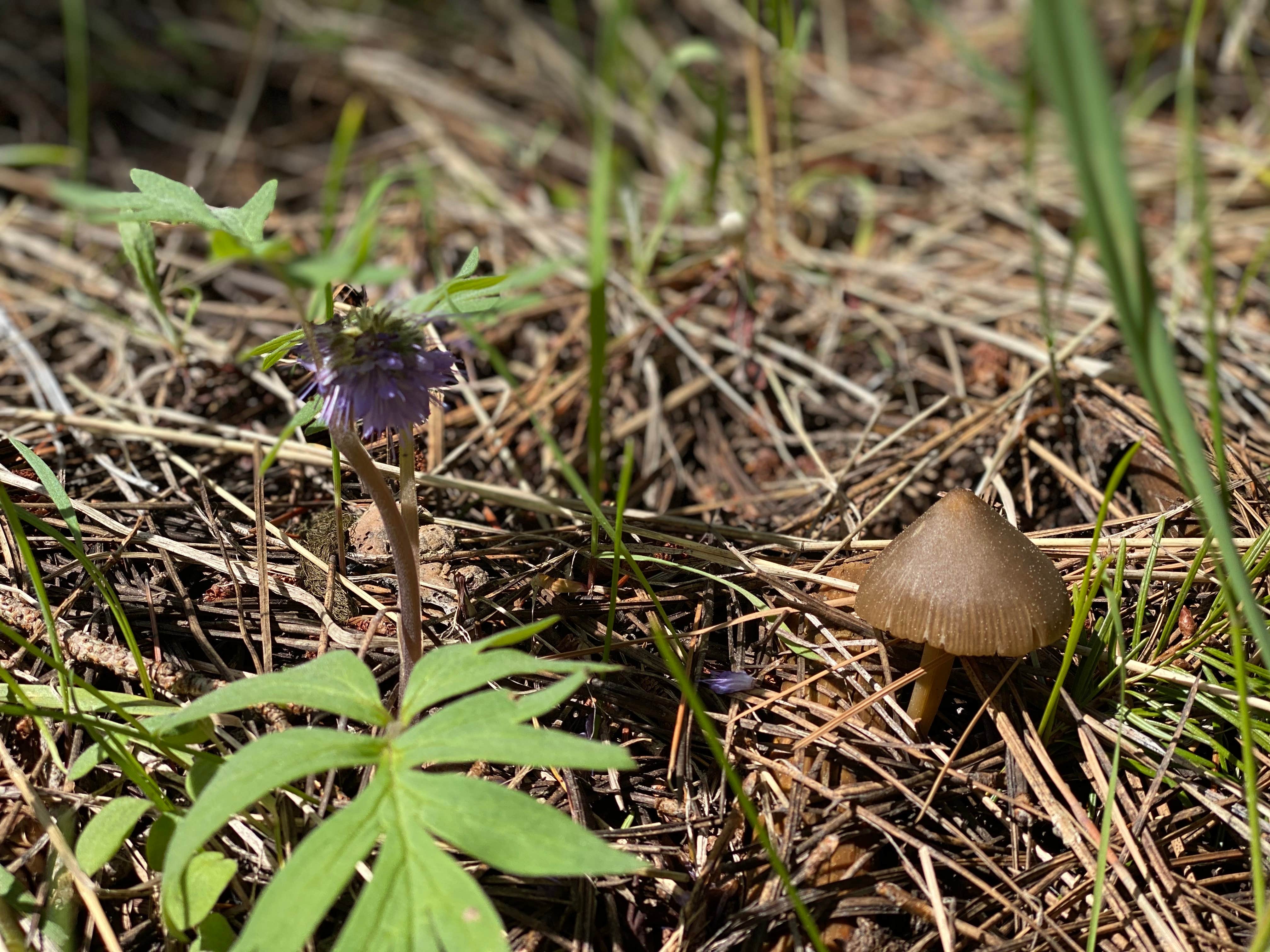 Camper-submitted photo at McDougall Dispersed Camping near Adams, OR