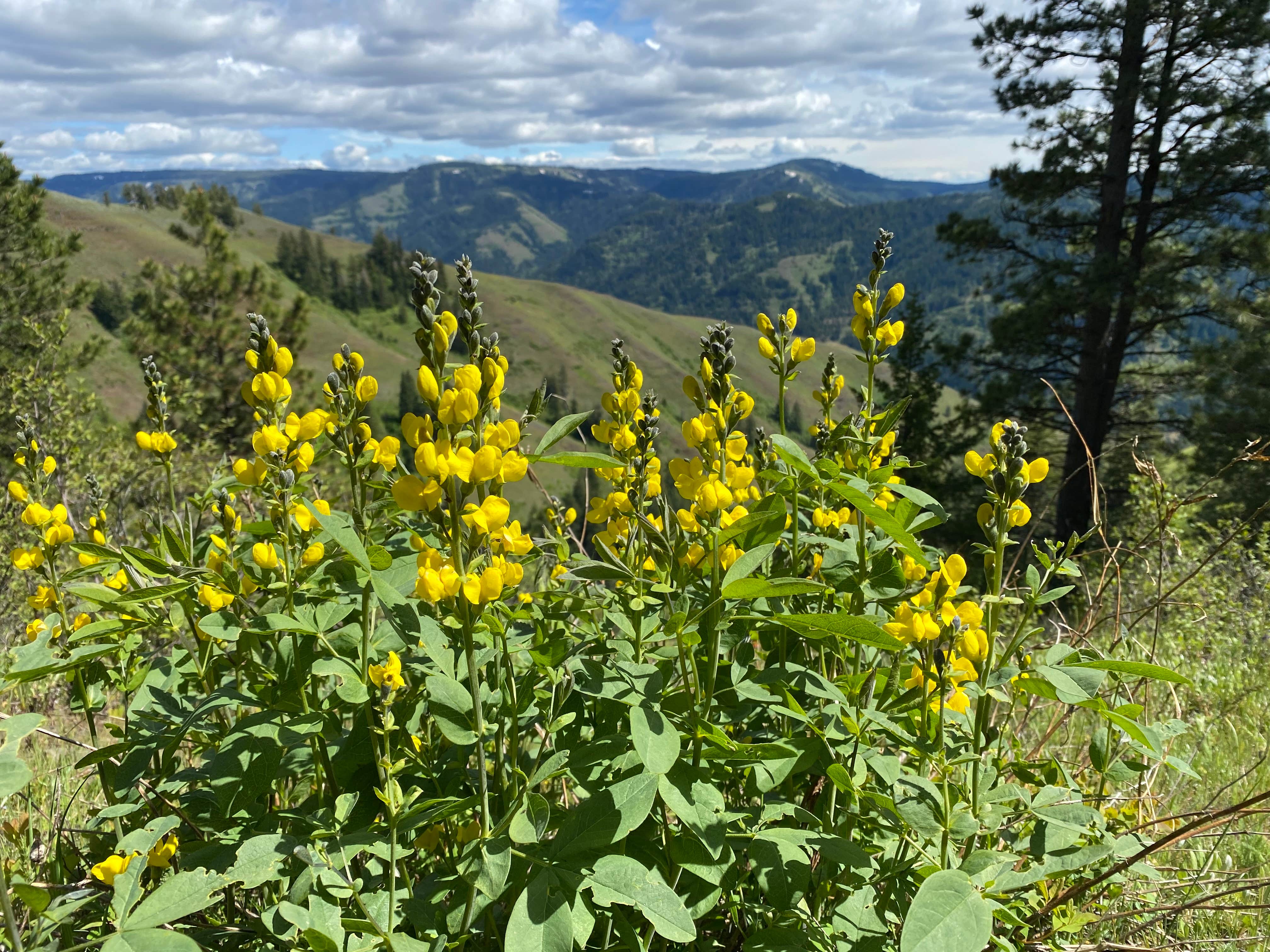Camper-submitted photo at McDougall Dispersed Camping near Adams, OR