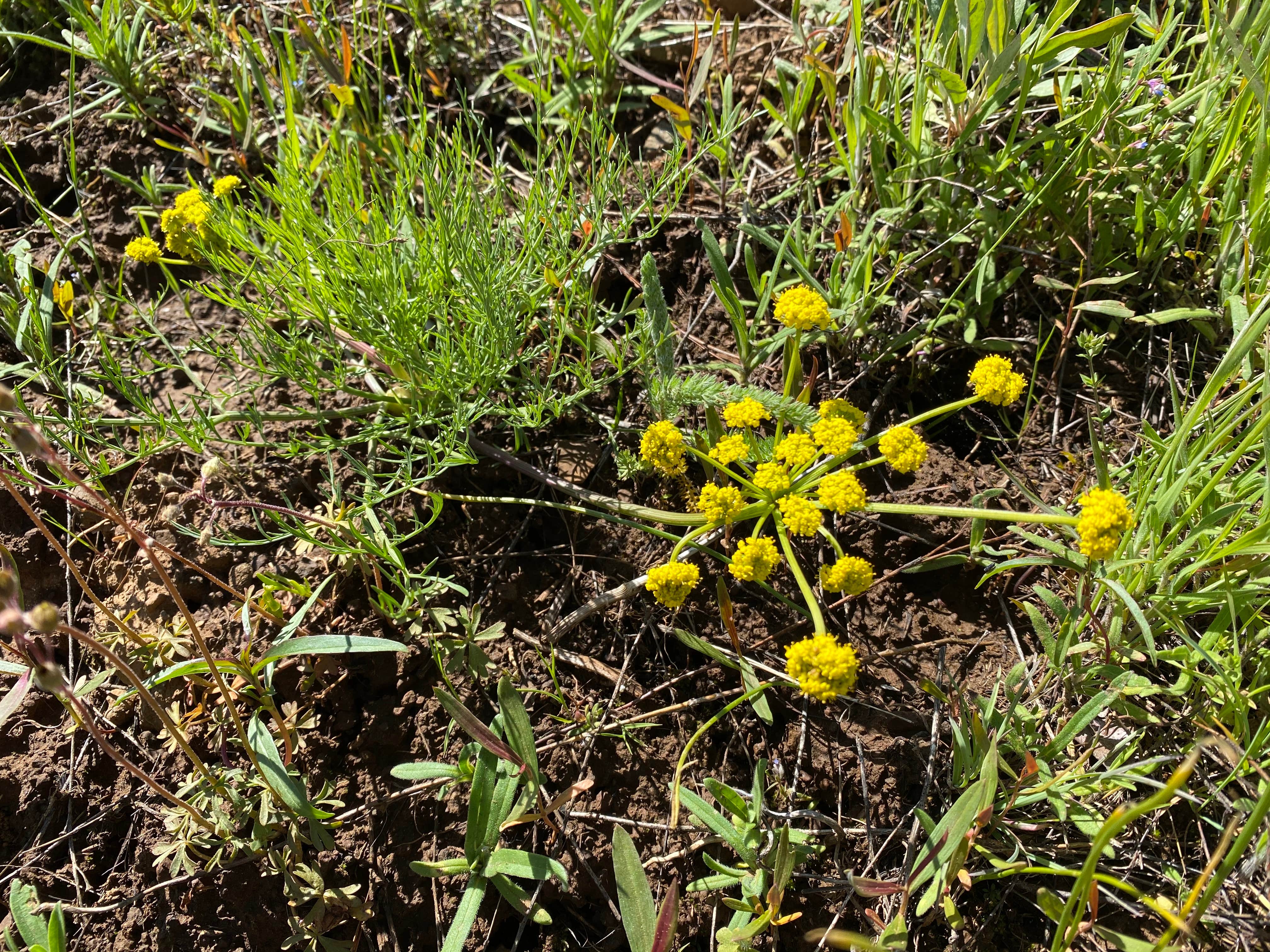 Camper-submitted photo at McDougall Dispersed Camping near Adams, OR