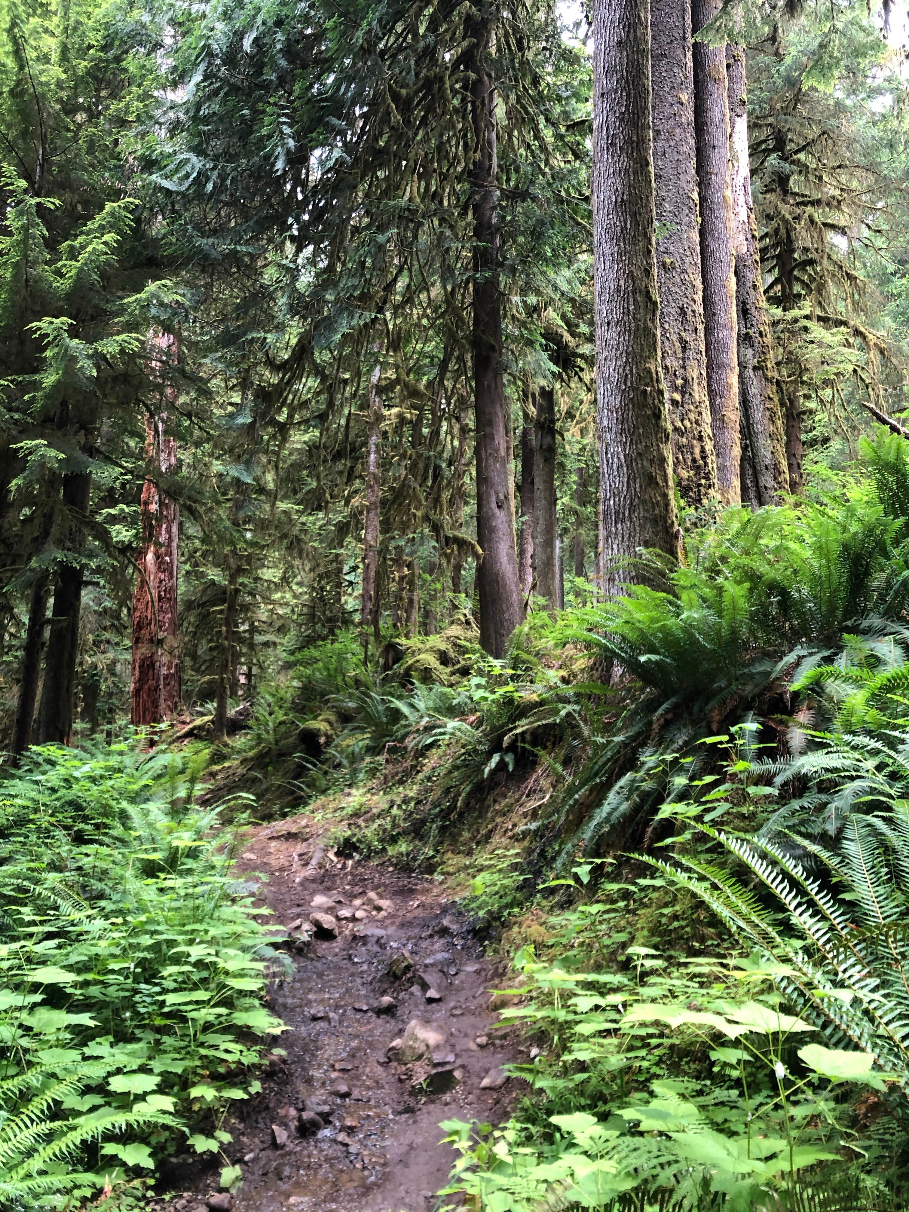 Camper submitted image from Hoh Campground — Olympic National Park - 4