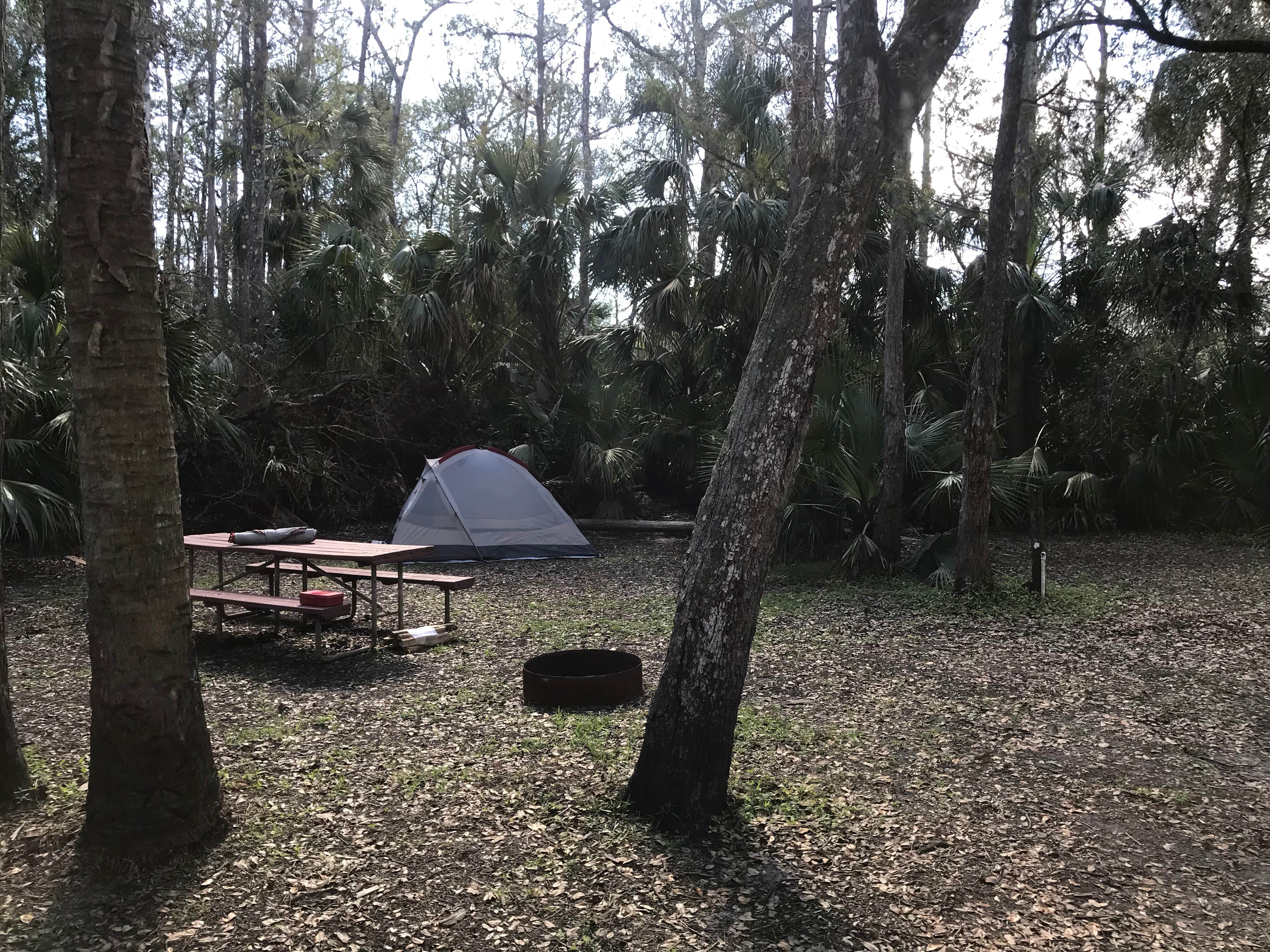 Camper submitted image from Fisheating Creek Campground - 2