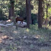 Review photo of Bear Canyon Lake and Camping Area by Adam S., July 13, 2020