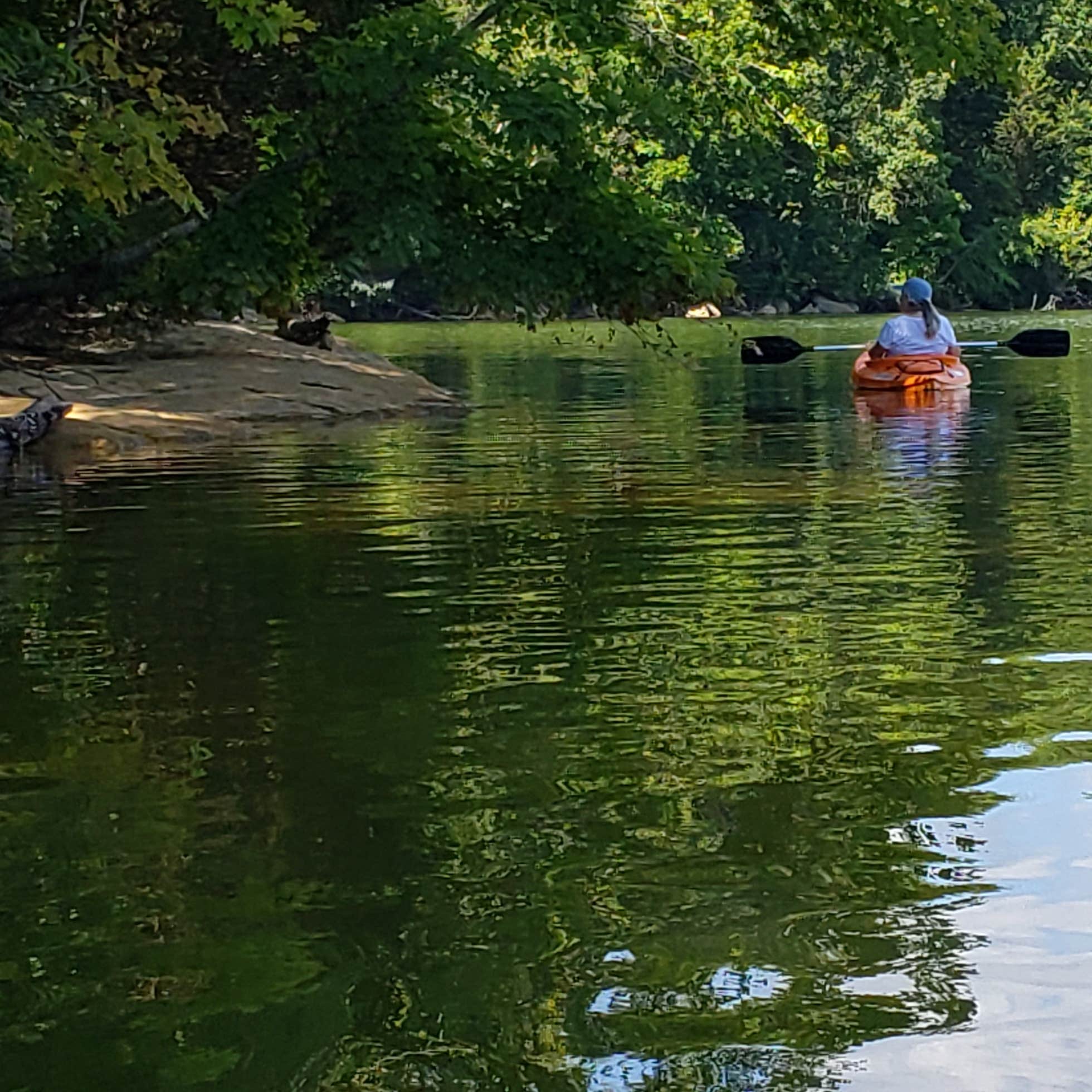 Panther Creek State Park Camping | The Dyrt