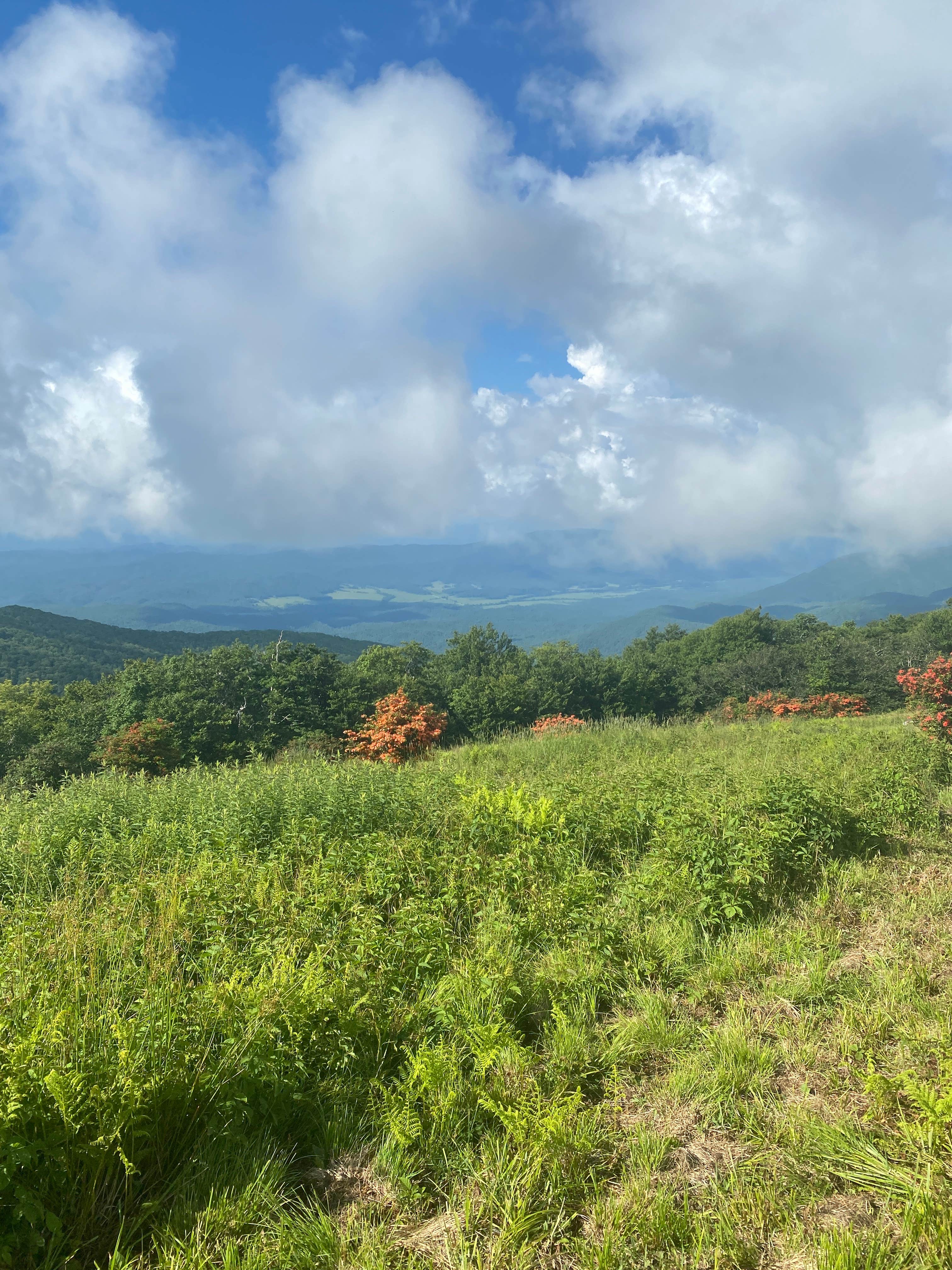 View All