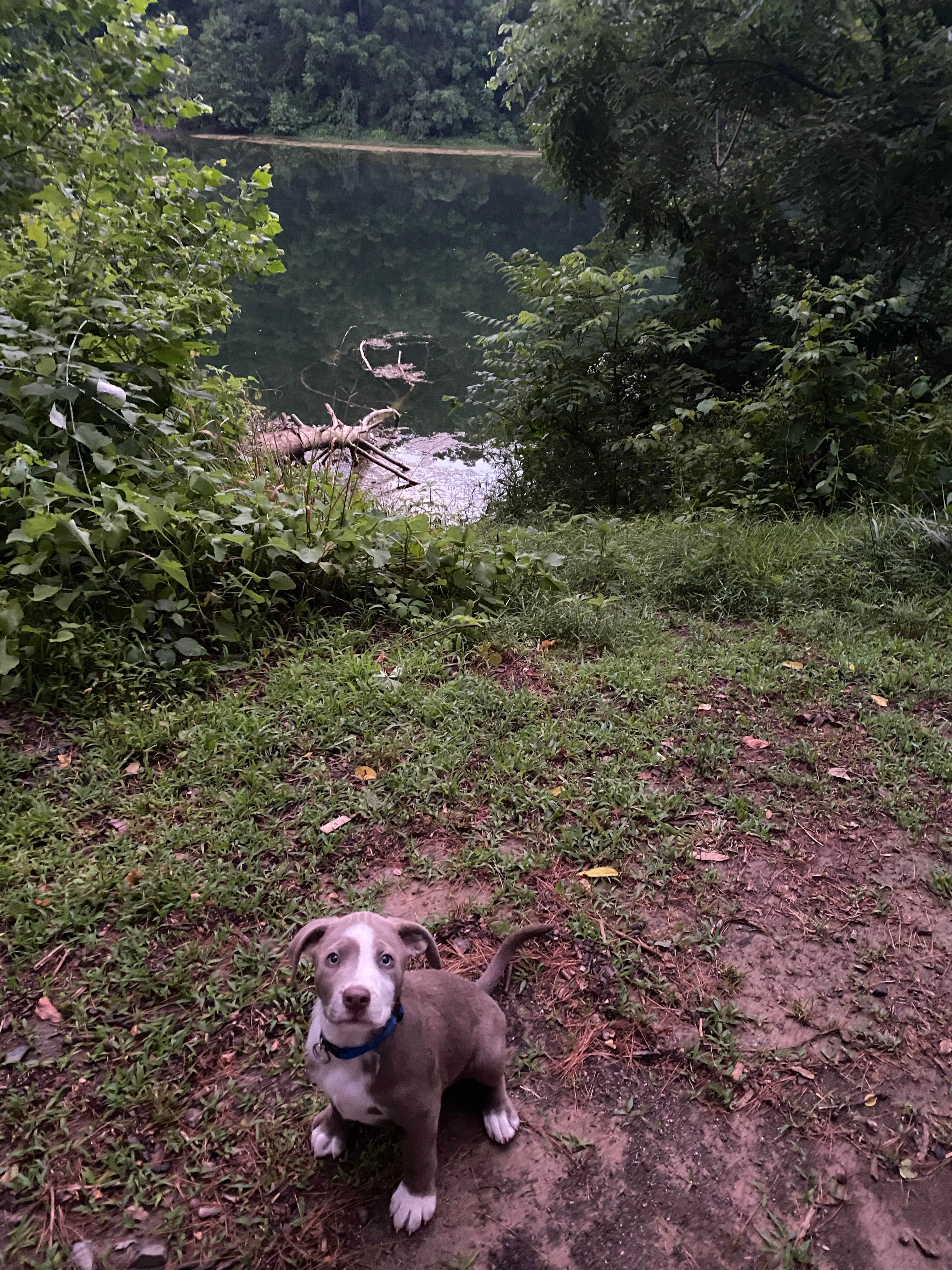 Haley J.'s photo of camping with pets at Sand Hollow (Campground C) — Jesse Owens State Park near Vienna, WV