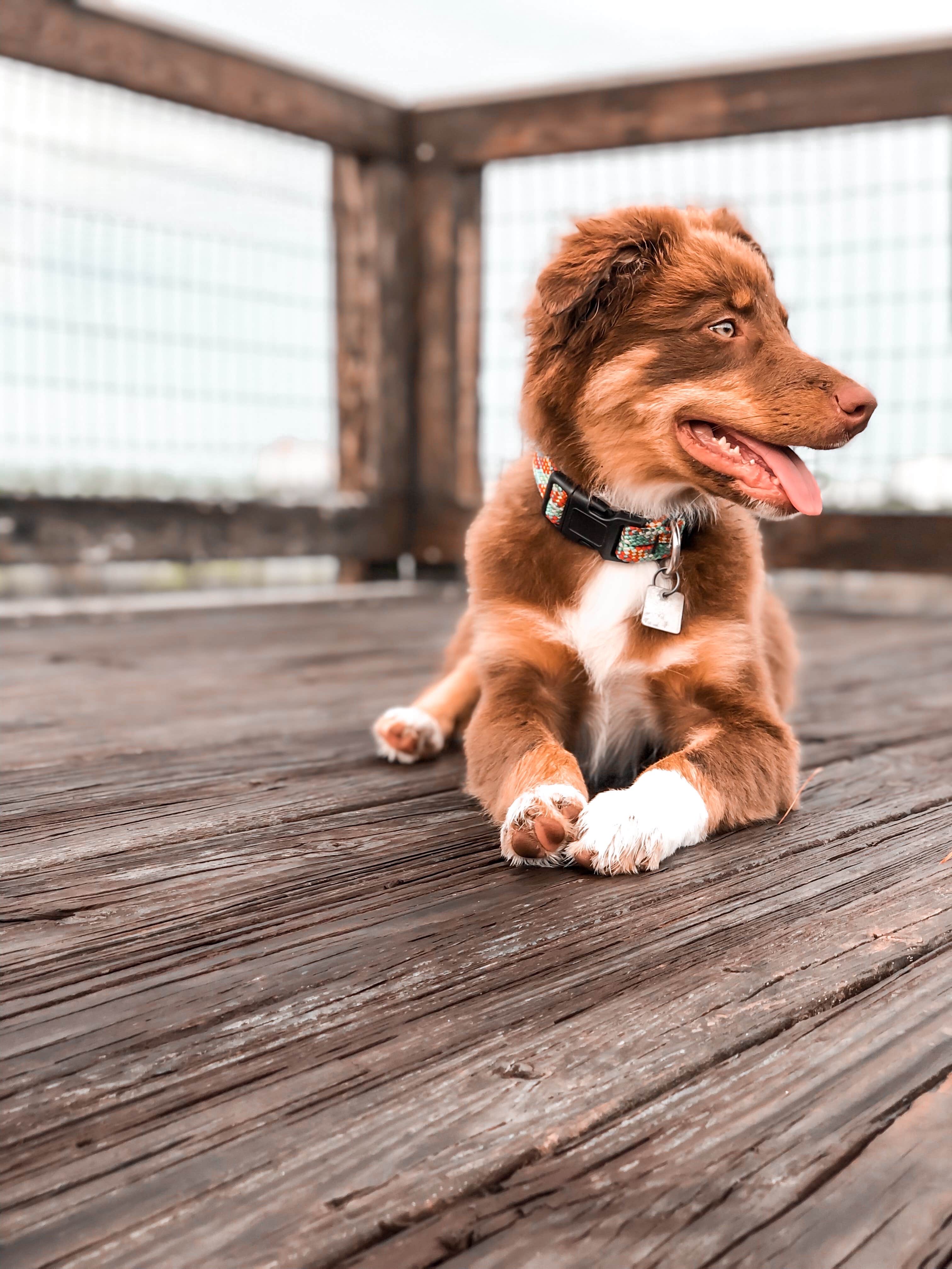 Karen S.'s photo of camping with pets at Big Lagoon State Park Campground near Pensacola, FL