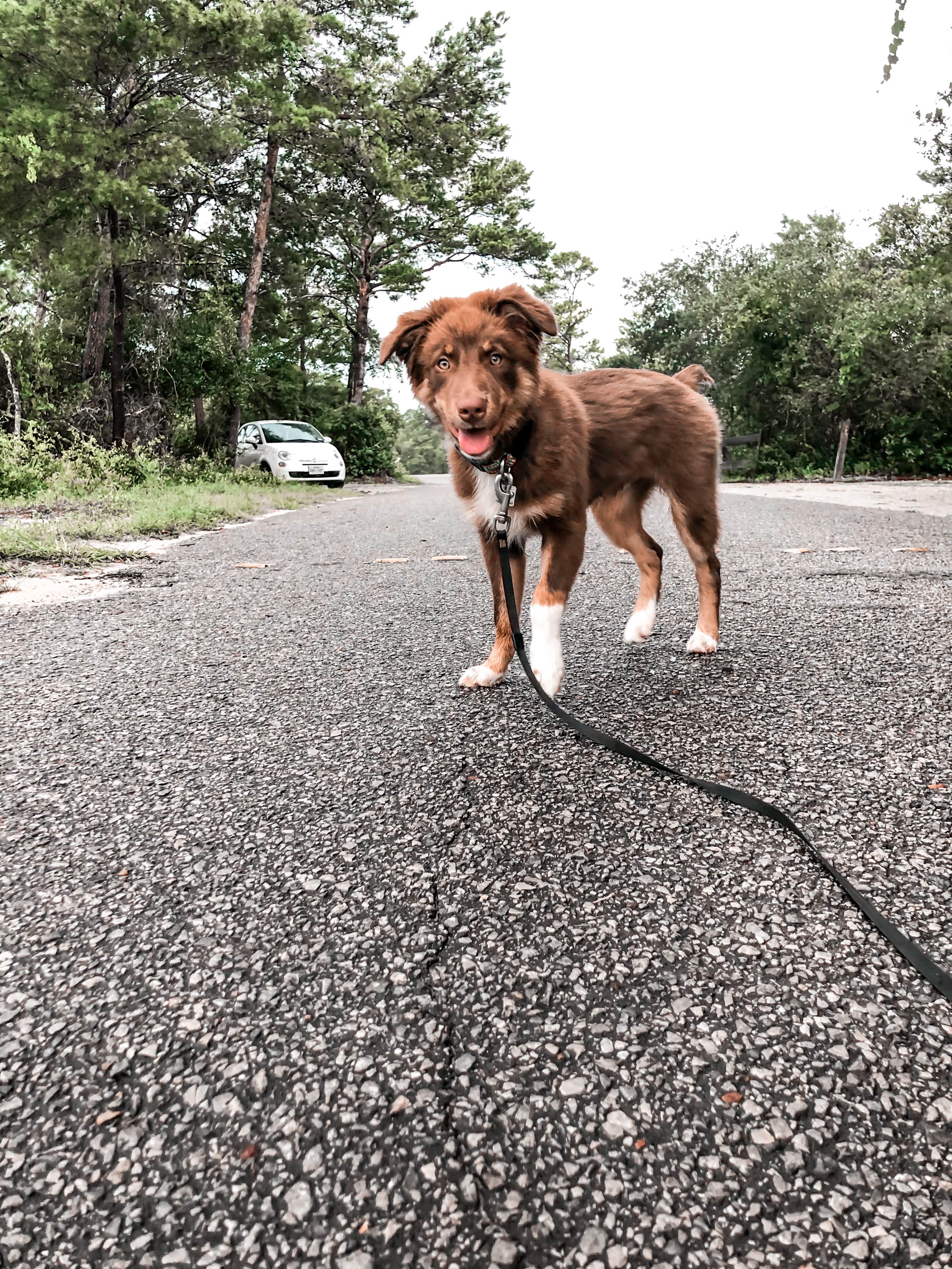 Karen S.'s photo of camping with pets at Big Lagoon State Park Campground near Pace, FL