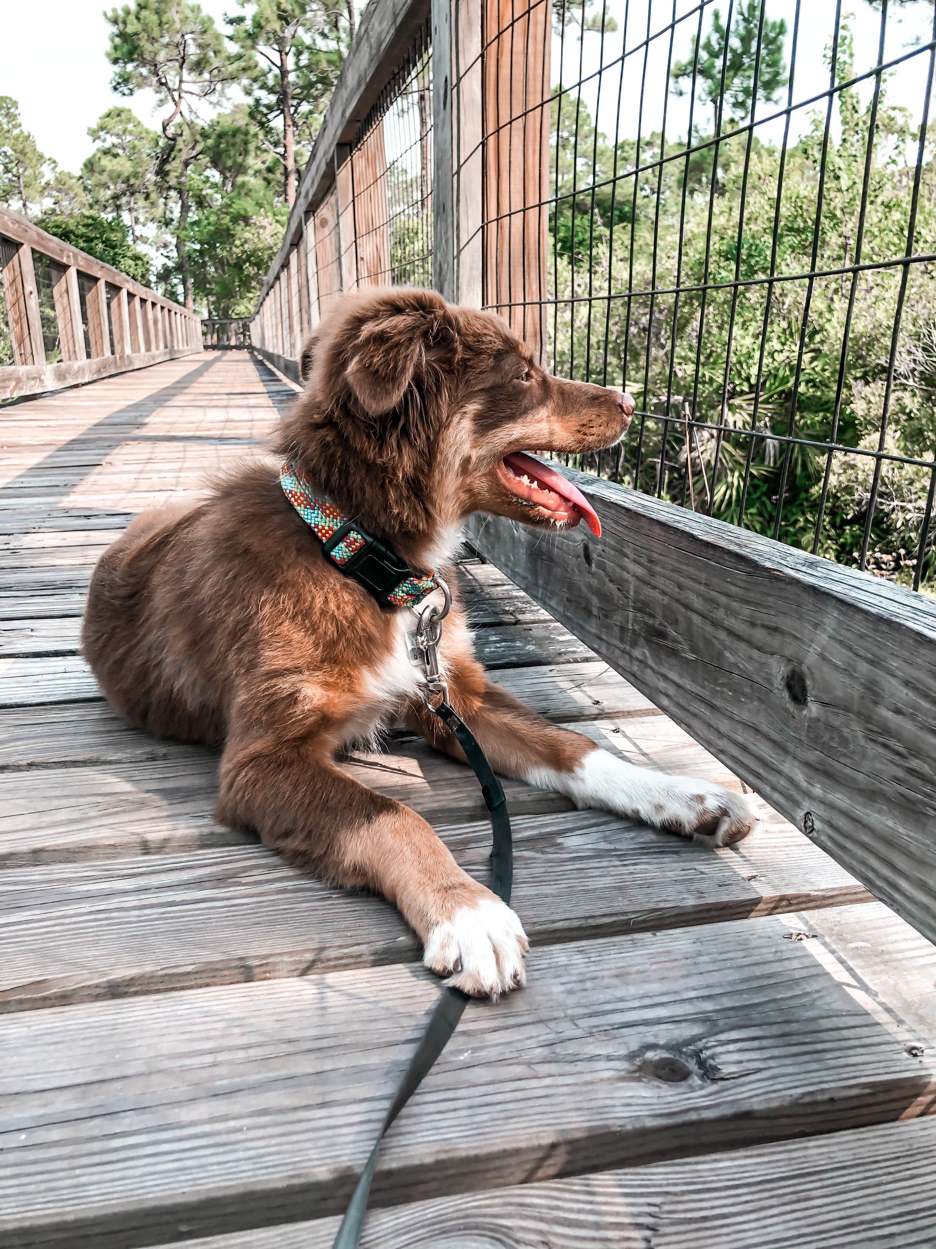 Karen S.'s photo of camping with pets at Big Lagoon State Park Campground near Perdido Key, FL