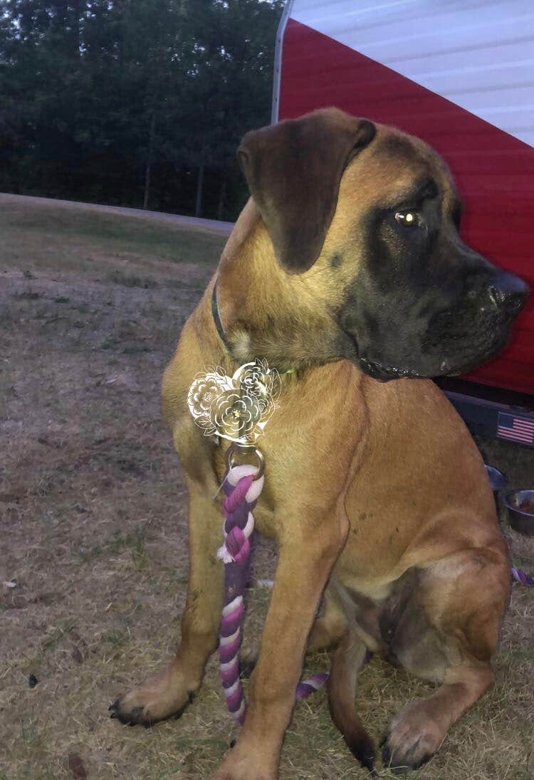 Katrina M.'s photo of camping with pets at Outdoor Adventures Rifle River Resort Campground near Kawkawlin, MI