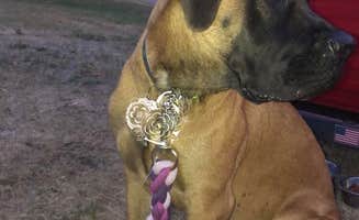 Katrina M.'s photo of camping with pets at Outdoor Adventures Rifle River Resort Campground near Prescott, MI