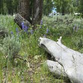Review photo of Gros Ventre Campground — Grand Teton National Park by Susan V., July 15, 2020