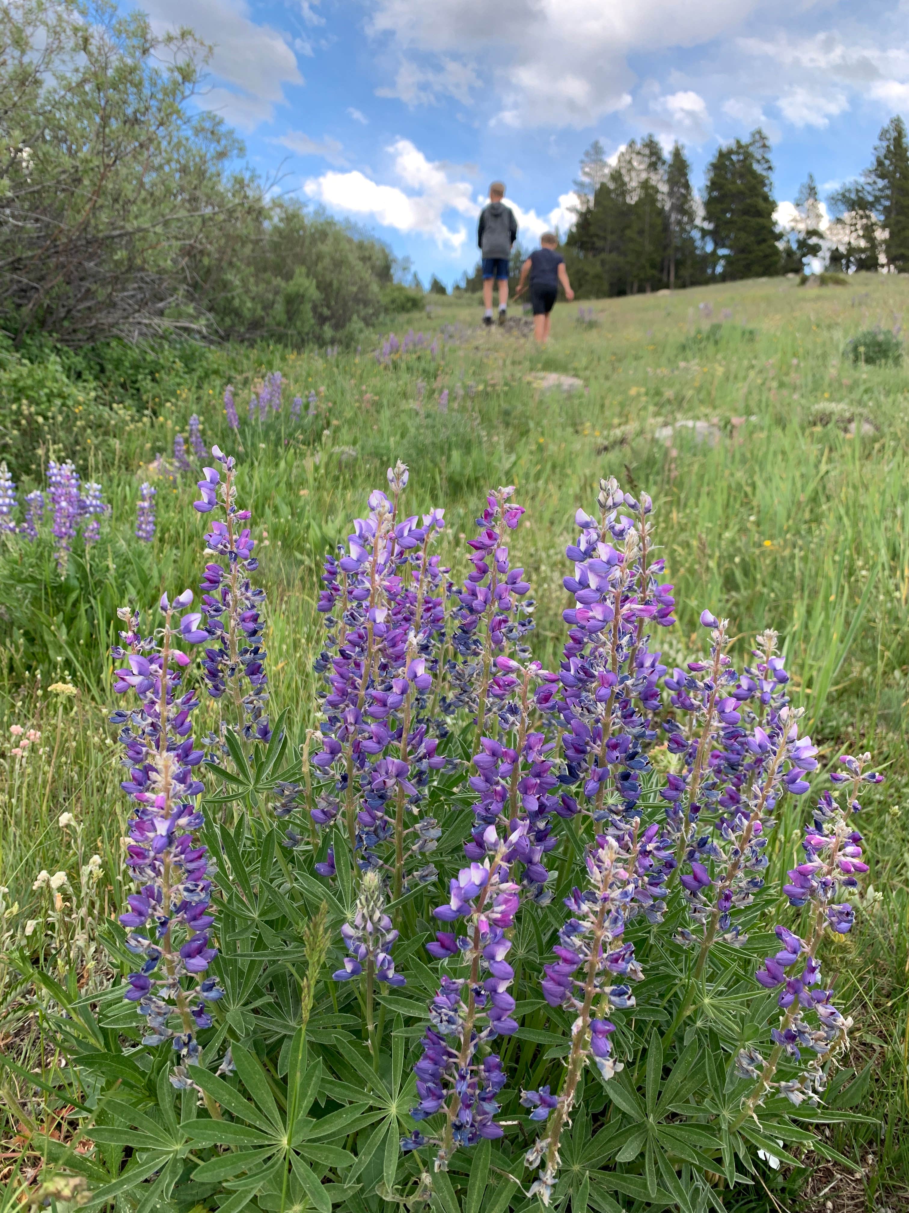 Camper submitted image from Lakeview Campground - 5