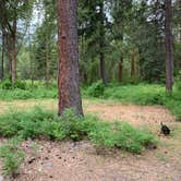 Review photo of Whispering Pines RV Campground by Julie F., July 15, 2020