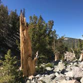 Review photo of Upper Lehman Creek Campground — Great Basin National Park by Susan V., July 15, 2020