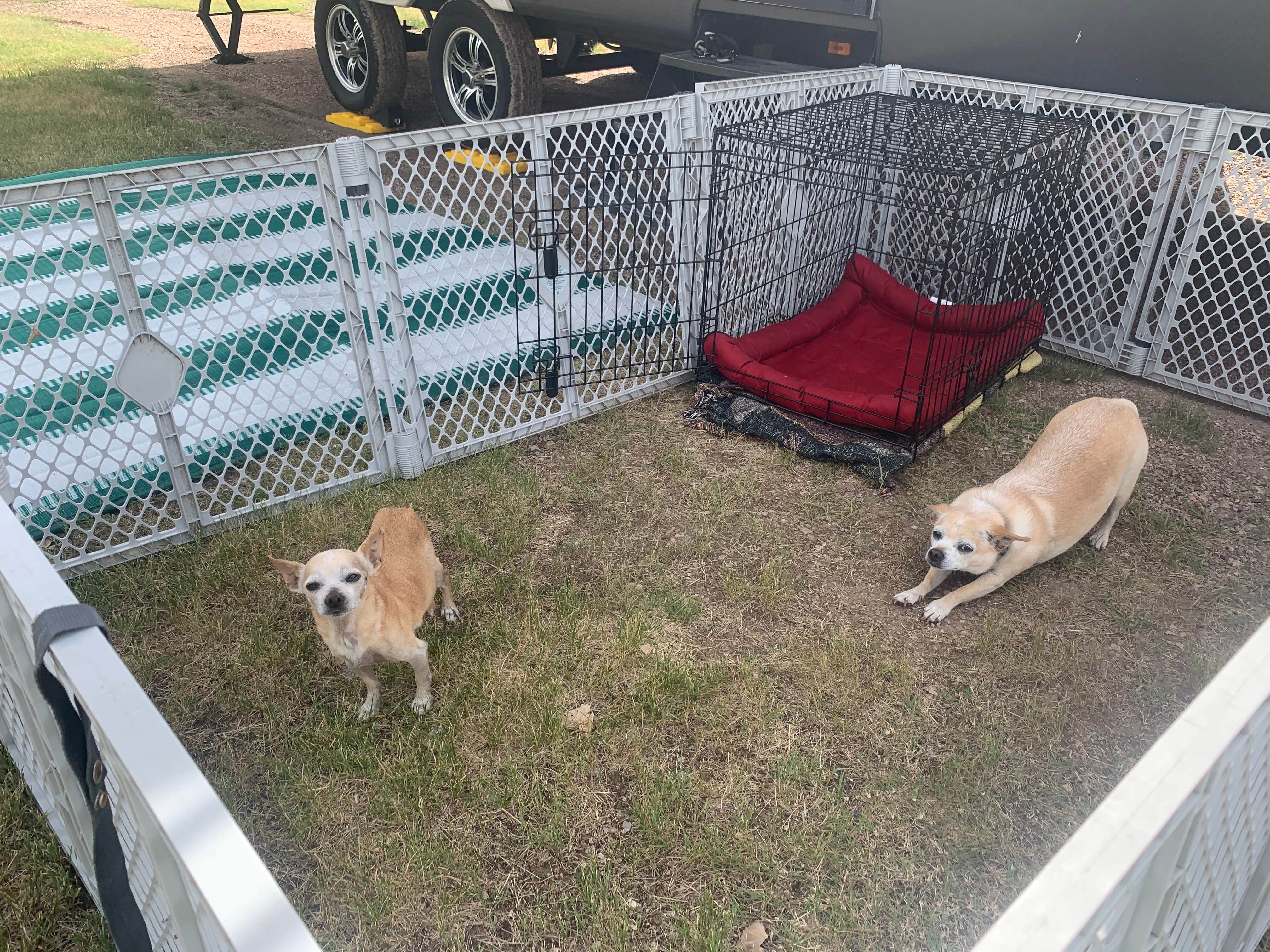 Melissa V.'s photo of camping with pets at Rapid City KOA near Piedmont, SD