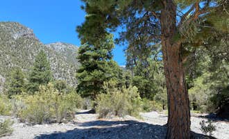 Camping near Wheeler Pass Road Dispersed : Carpenter Canyon, Mount Charleston, Nevada