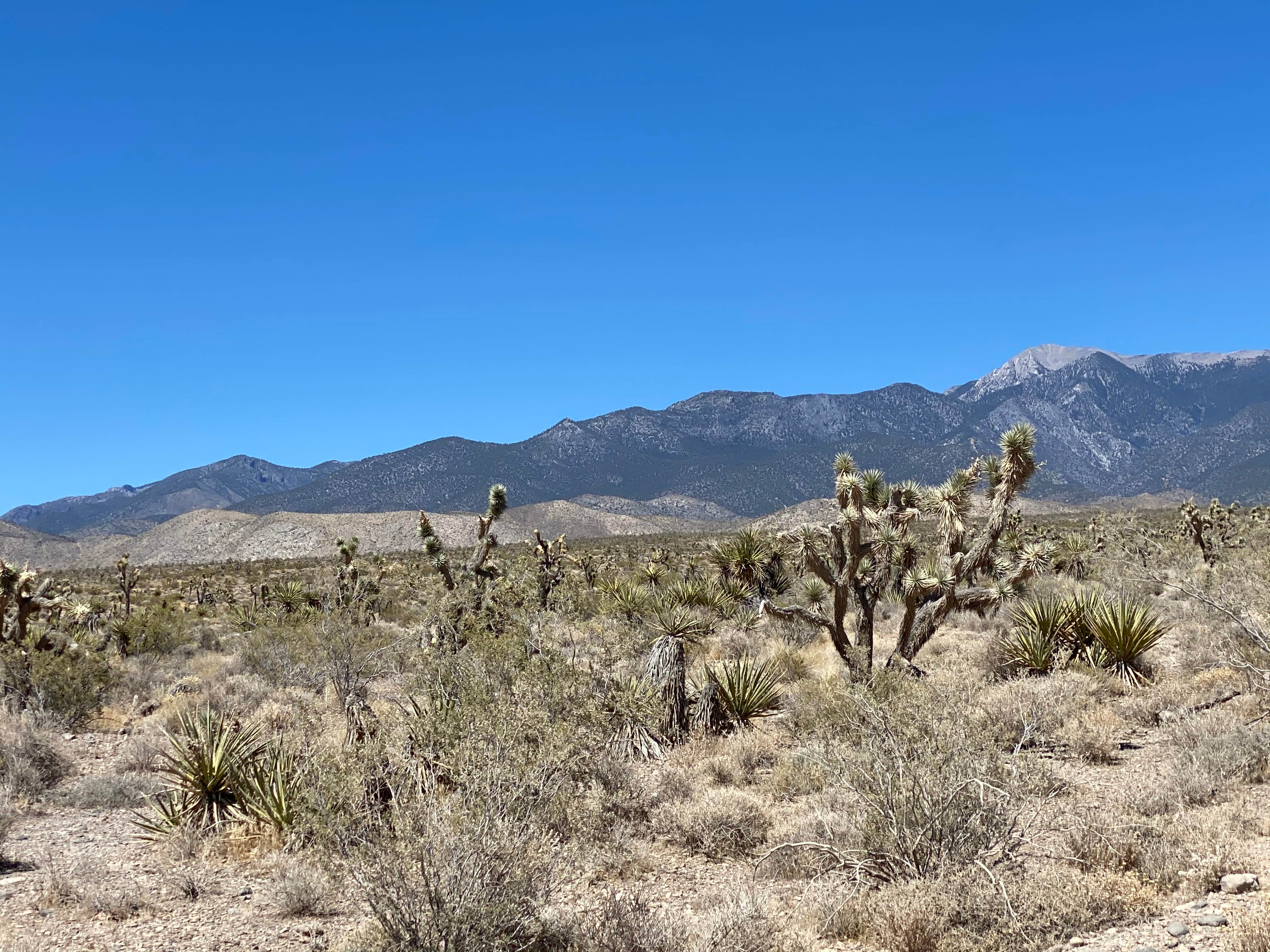 Camper-submitted photo at Carpenter Canyon near Henderson, NV
