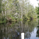 Review photo of Lake Griffin State Park Campground by Dale G., July 15, 2020