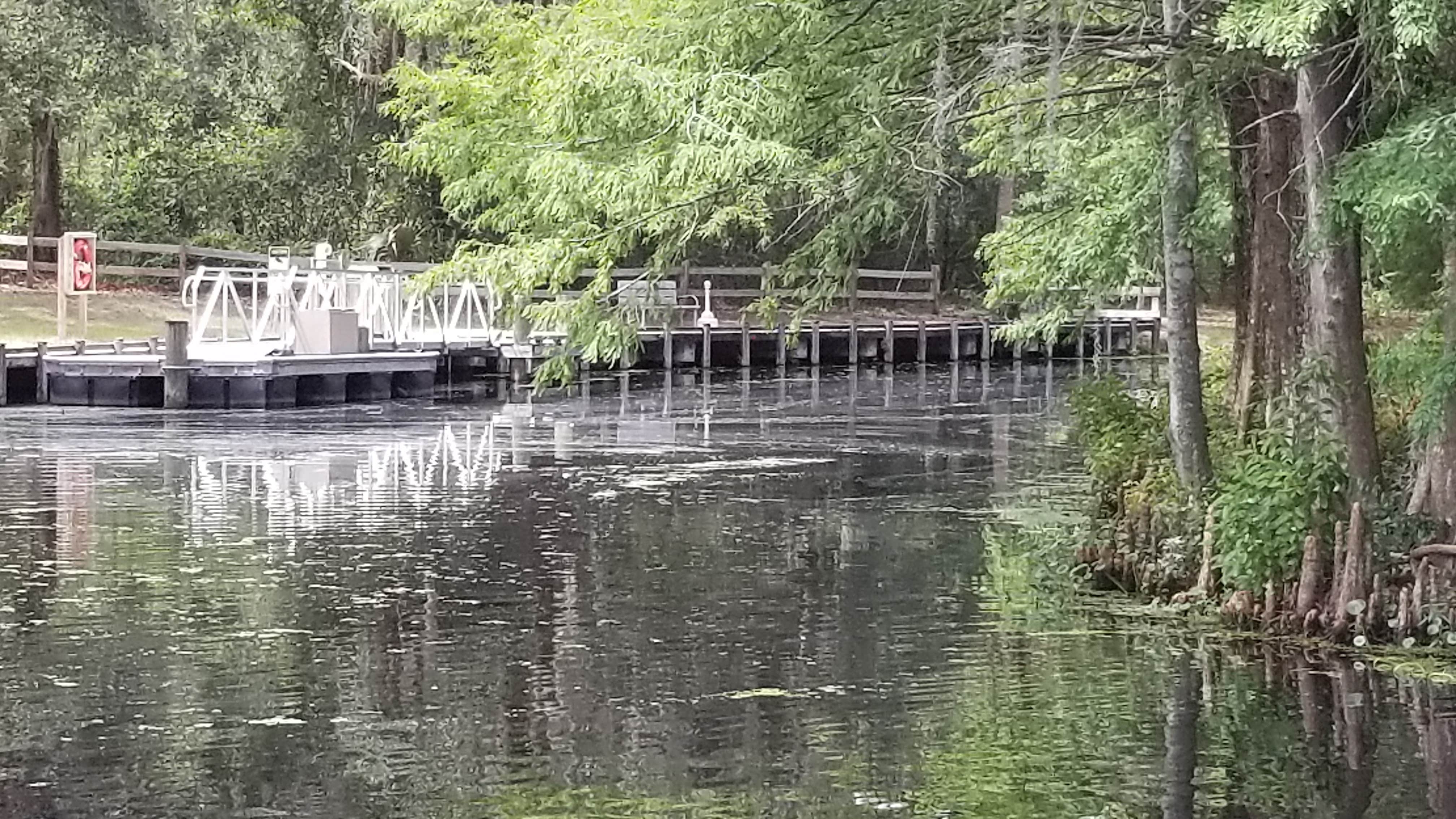 Camper-submitted photo at Lake Griffin State Park Campground near Inverness, FL