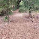 Review photo of Lake Griffin State Park Campground by Dale G., July 15, 2020