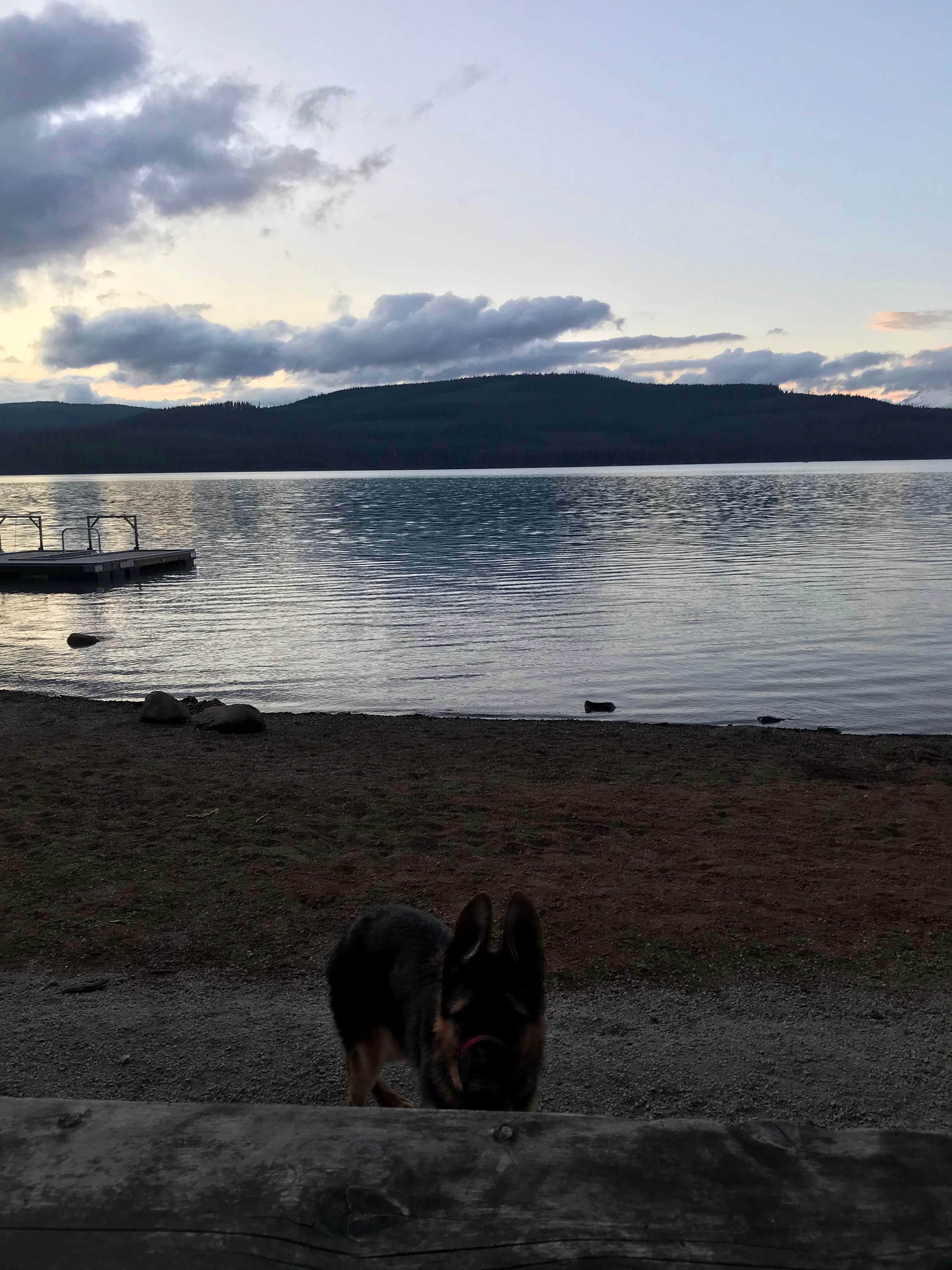 Carolyn P.'s photo of camping with pets at Hoodview Campground near Mt. Hood National Forest