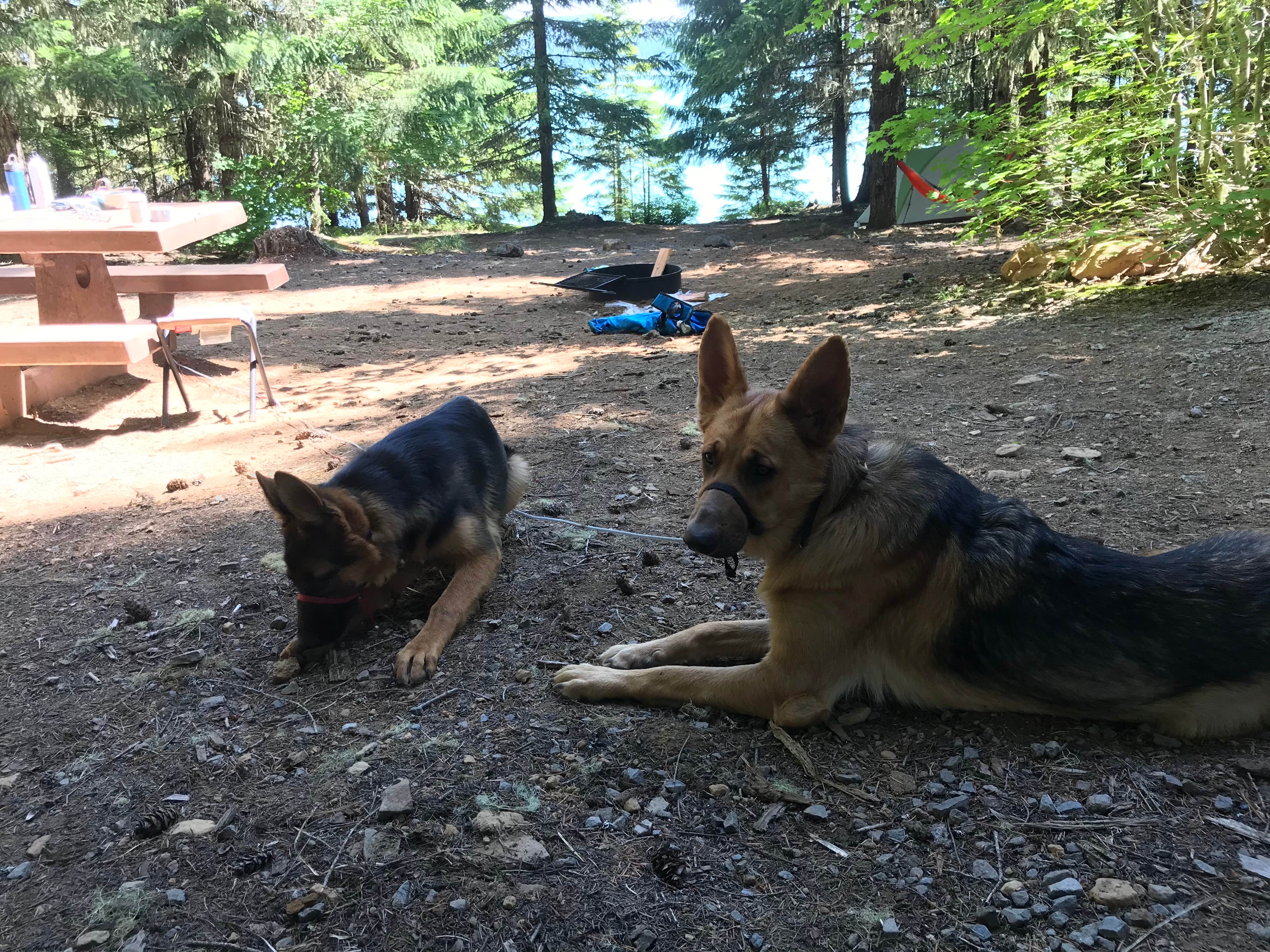 Carolyn P.'s photo of camping with pets at Hoodview Campground near Mt. Hood National Forest