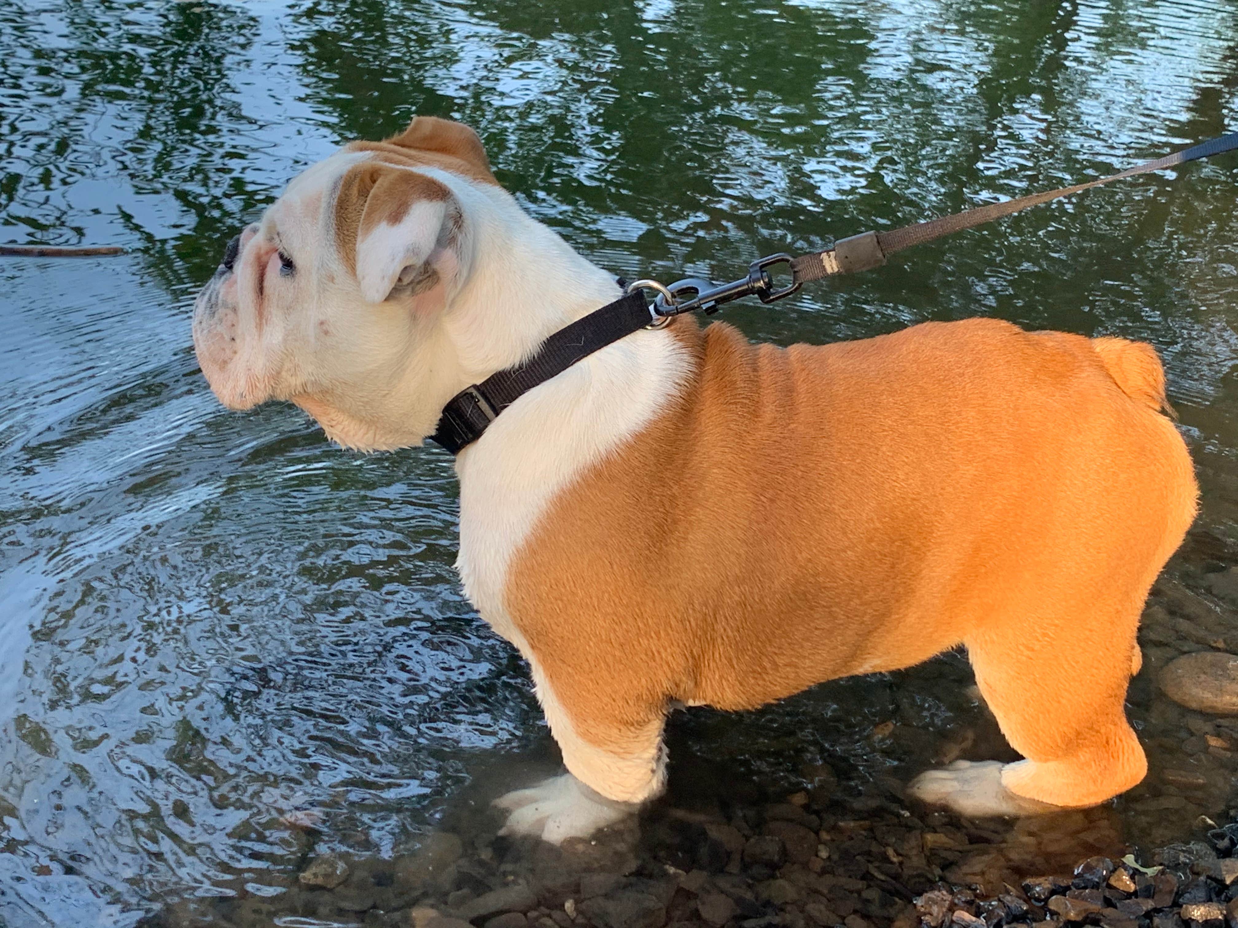 C M.'s photo of camping with pets at Peach Beach RV Park on the Columbia near John Day Lock and Dam, Lake Umatilla