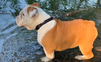 C M.'s photo of camping with pets at Peach Beach RV Park on the Columbia near John Day Lock and Dam, Lake Umatilla