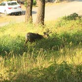 Review photo of Tower Fall Campground — Yellowstone National Park by Dawn K., July 16, 2020