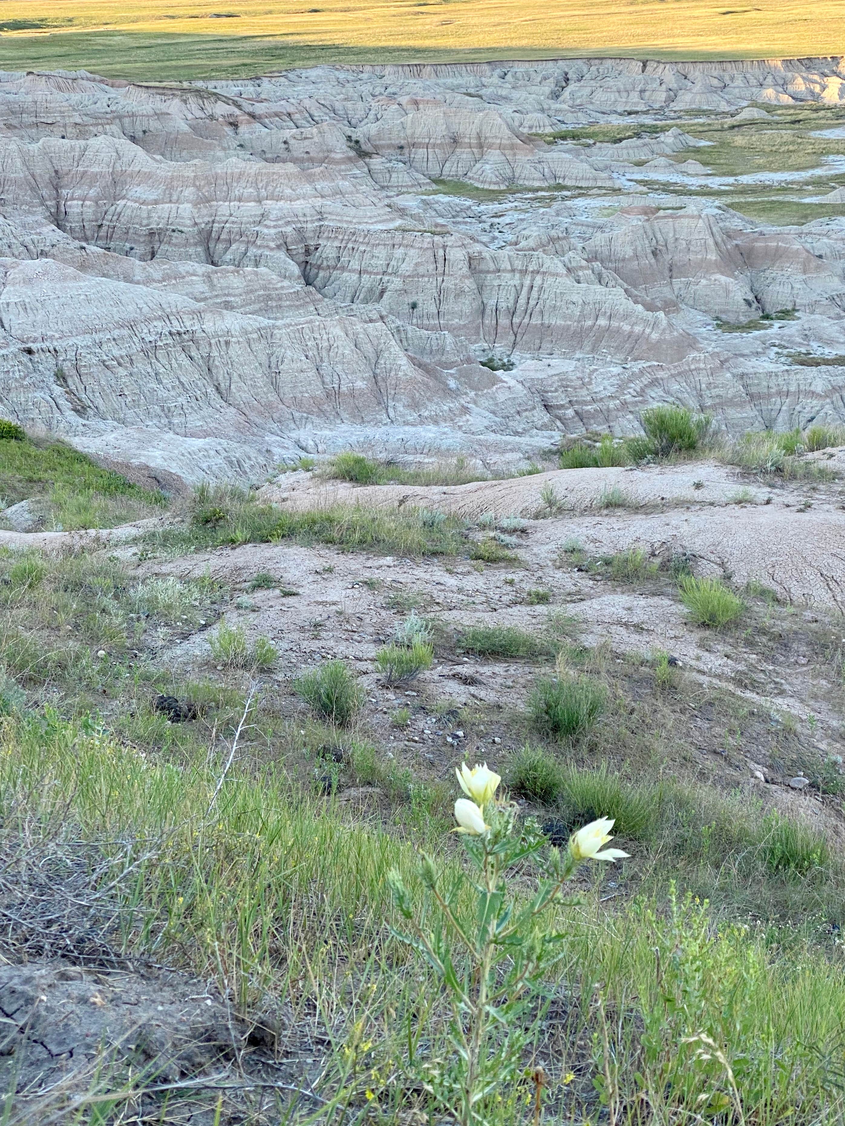 Camper submitted image from Buffalo Gap Dispersed Camping - 5