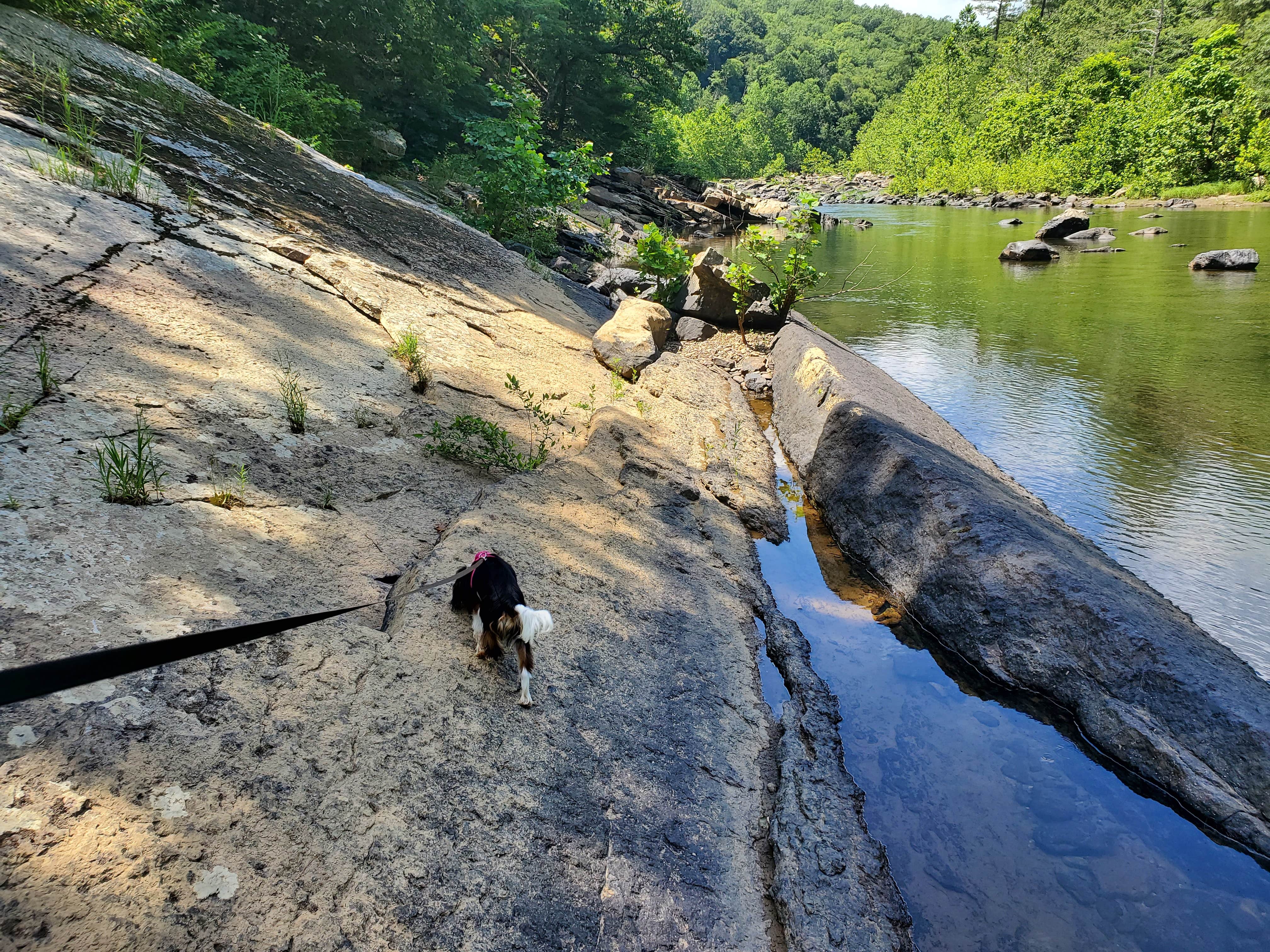 Ron H.'s photo of camping with pets at Natural Bridge-Lexington KOA near Lynchburg, VA